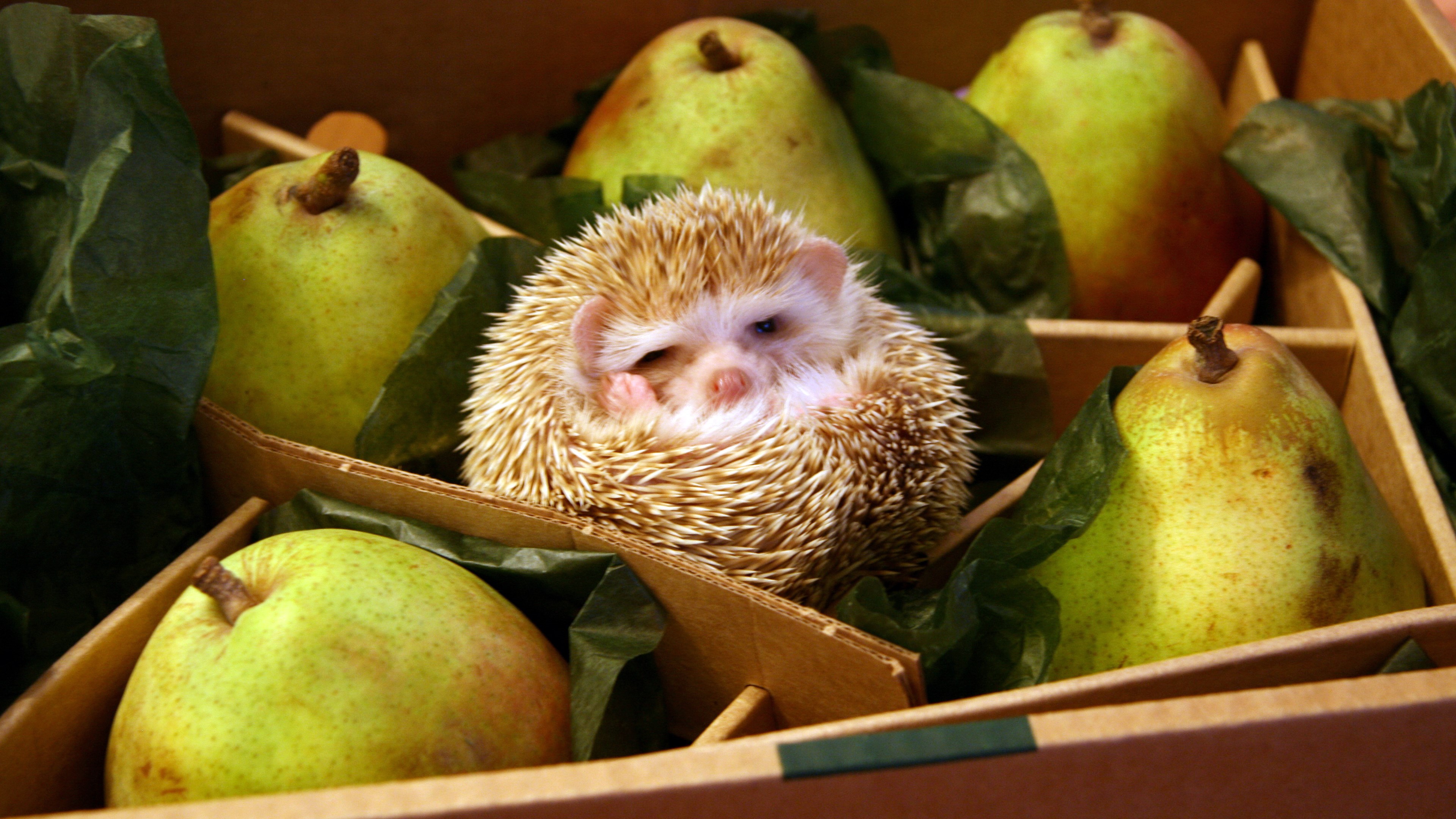 Hedgehog in a box with pears HD Wallpaper