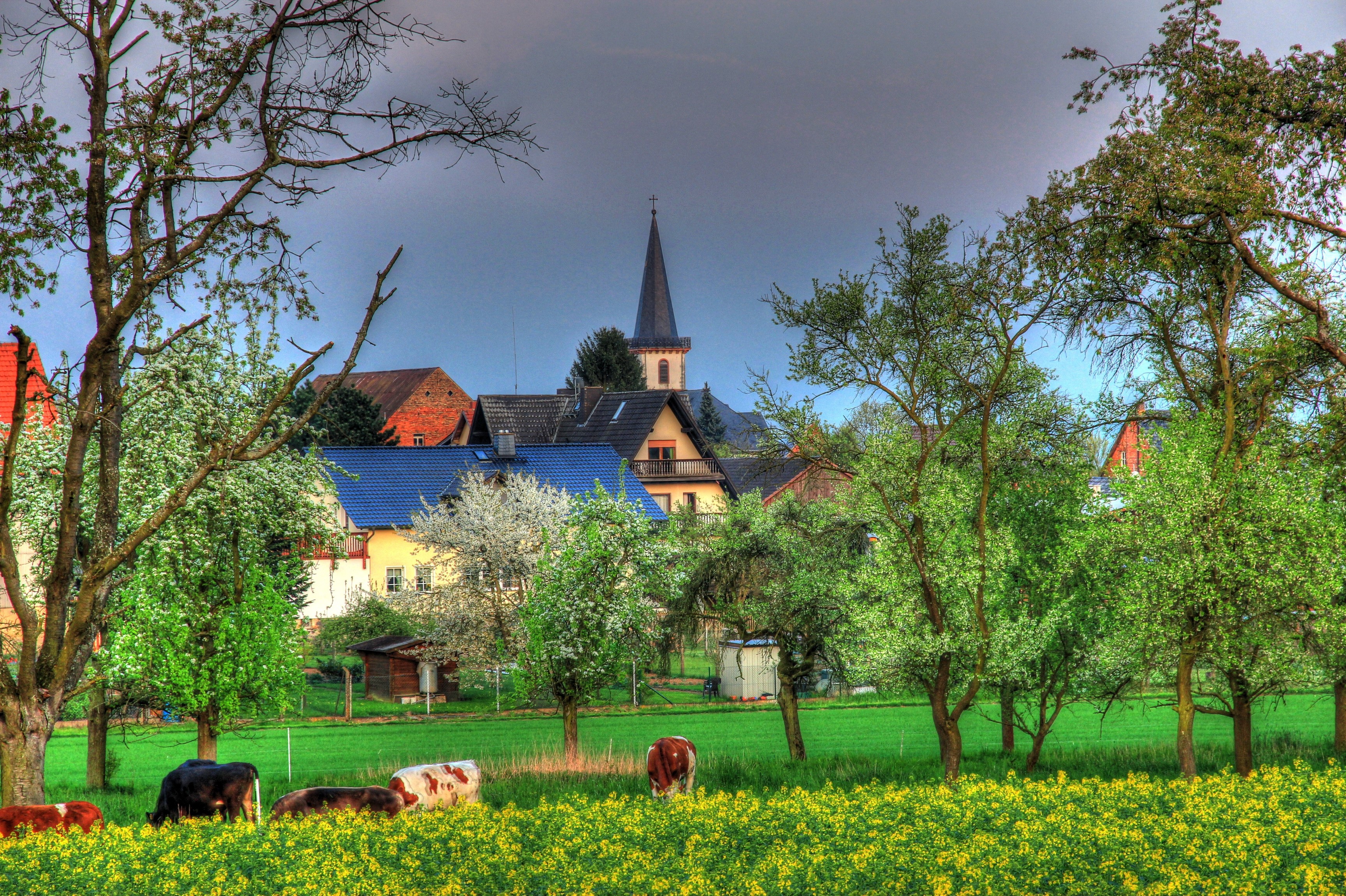 Cows grazing in a field with a village and church in the background HD Wallpaper