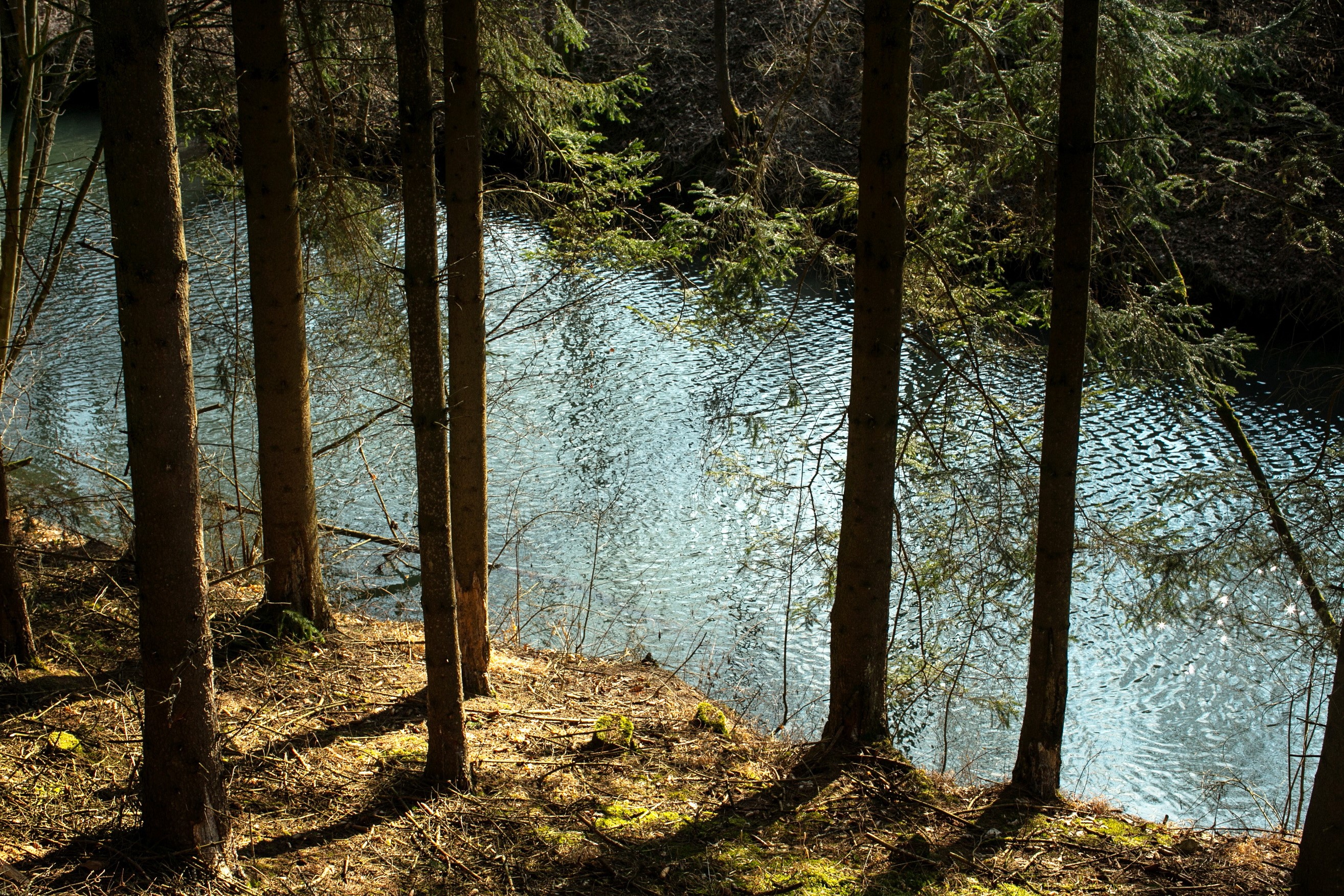 River in a forest in Bavaria, Germany HD Wallpaper