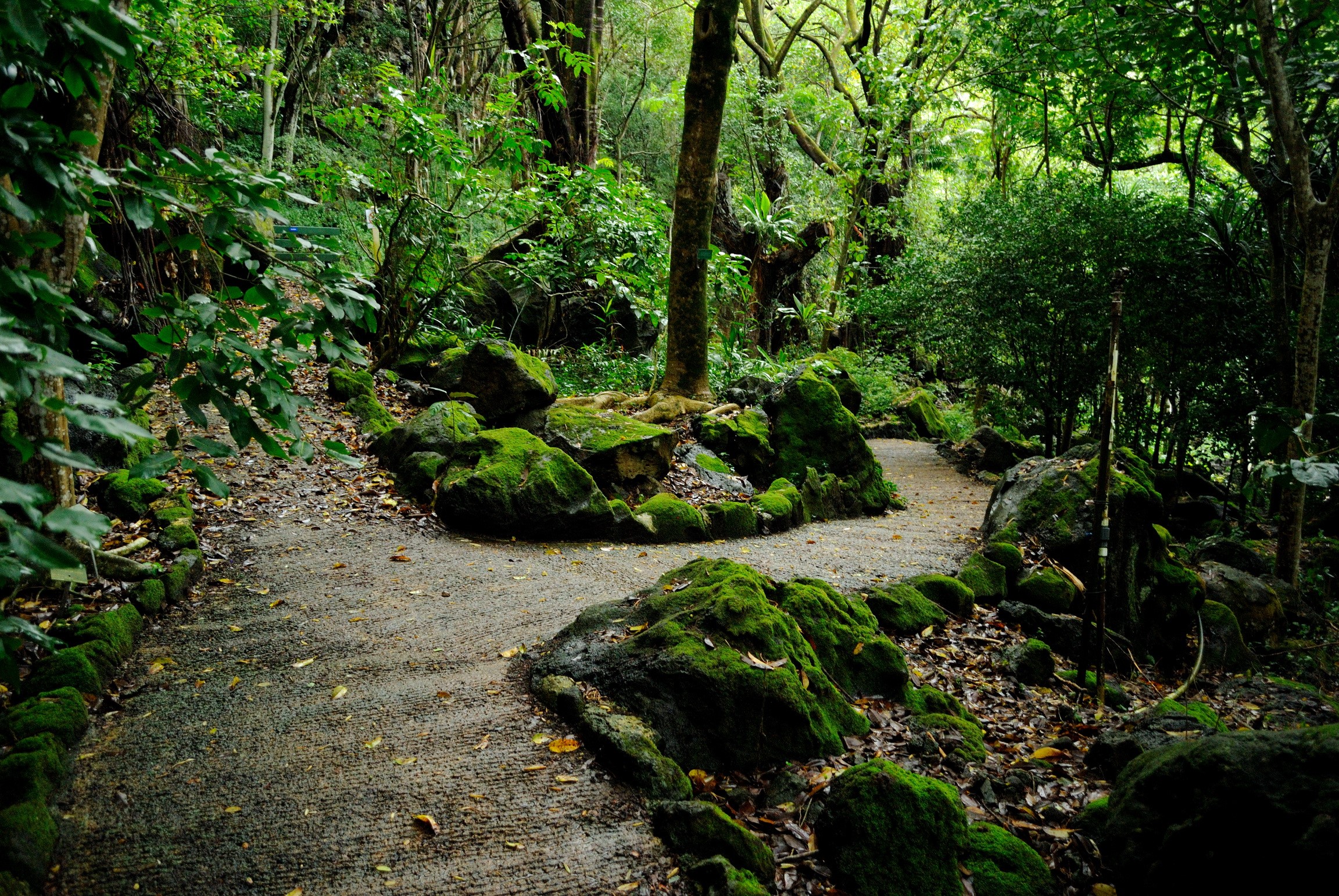 Mossy rocks line a path through a Hawaiian forest HD Wallpaper
