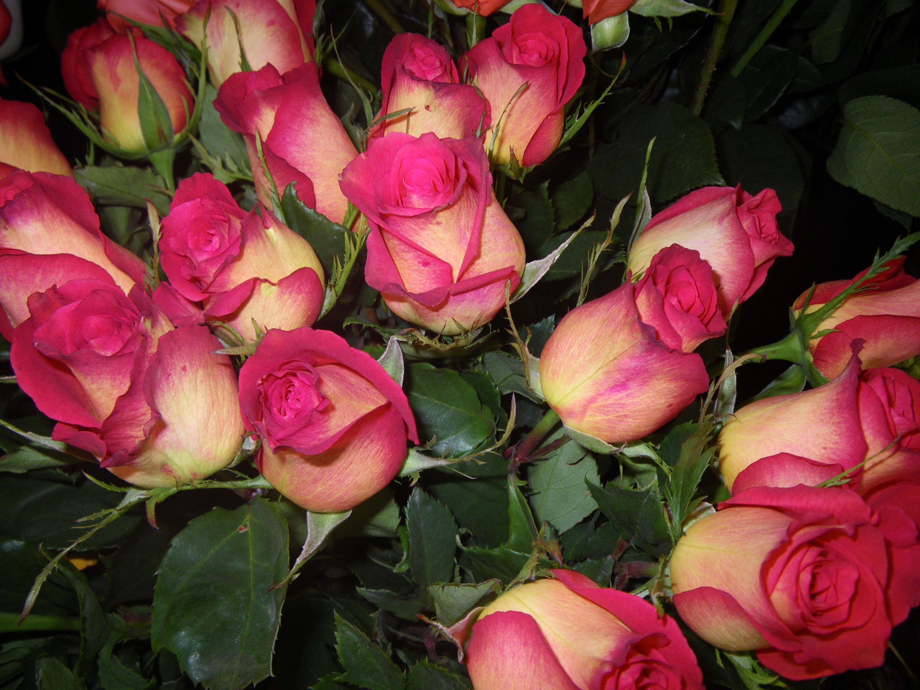 A bouquet of bicolor roses HD Wallpaper
