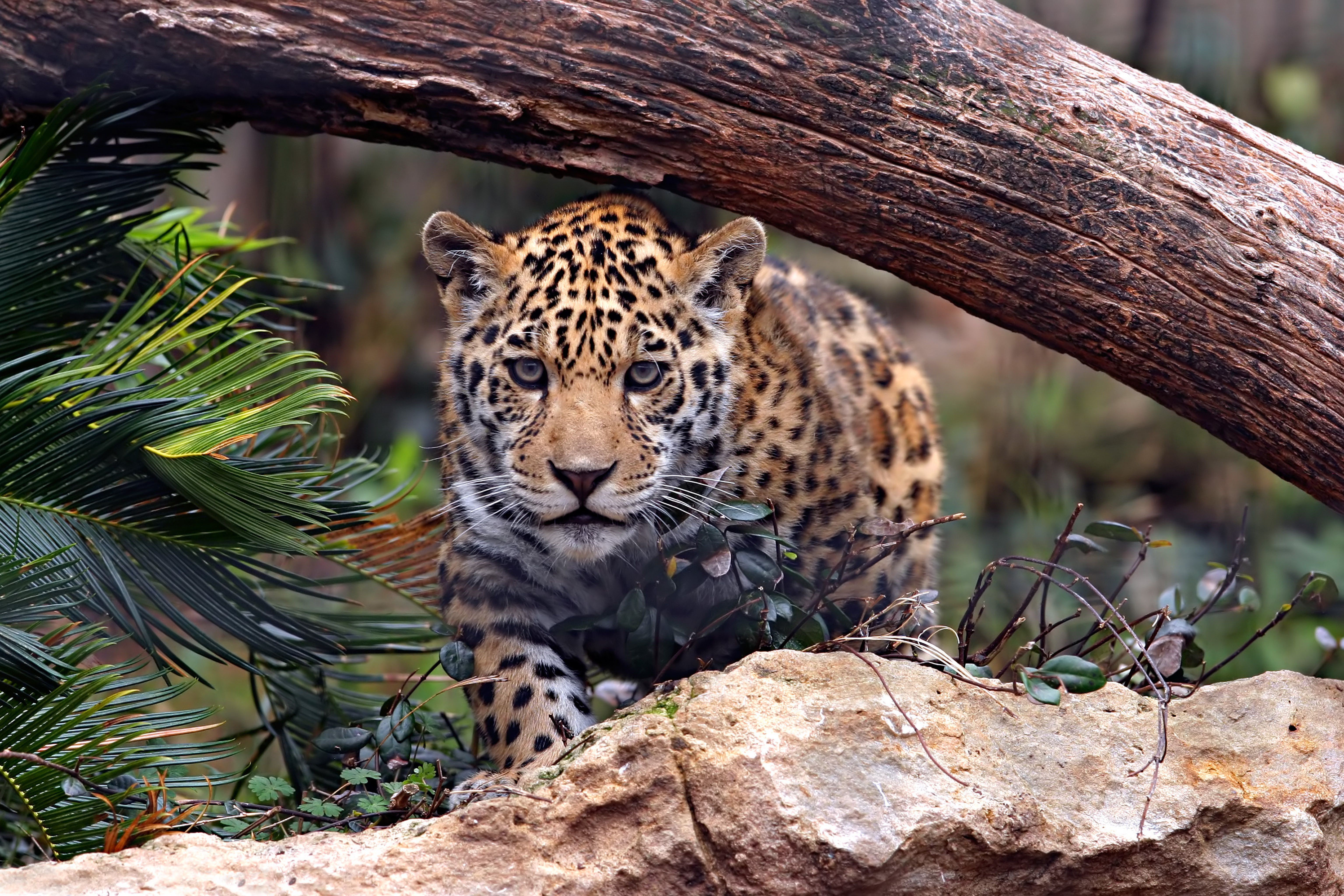 Jaguar cub peeking from behind a log HD Wallpaper
