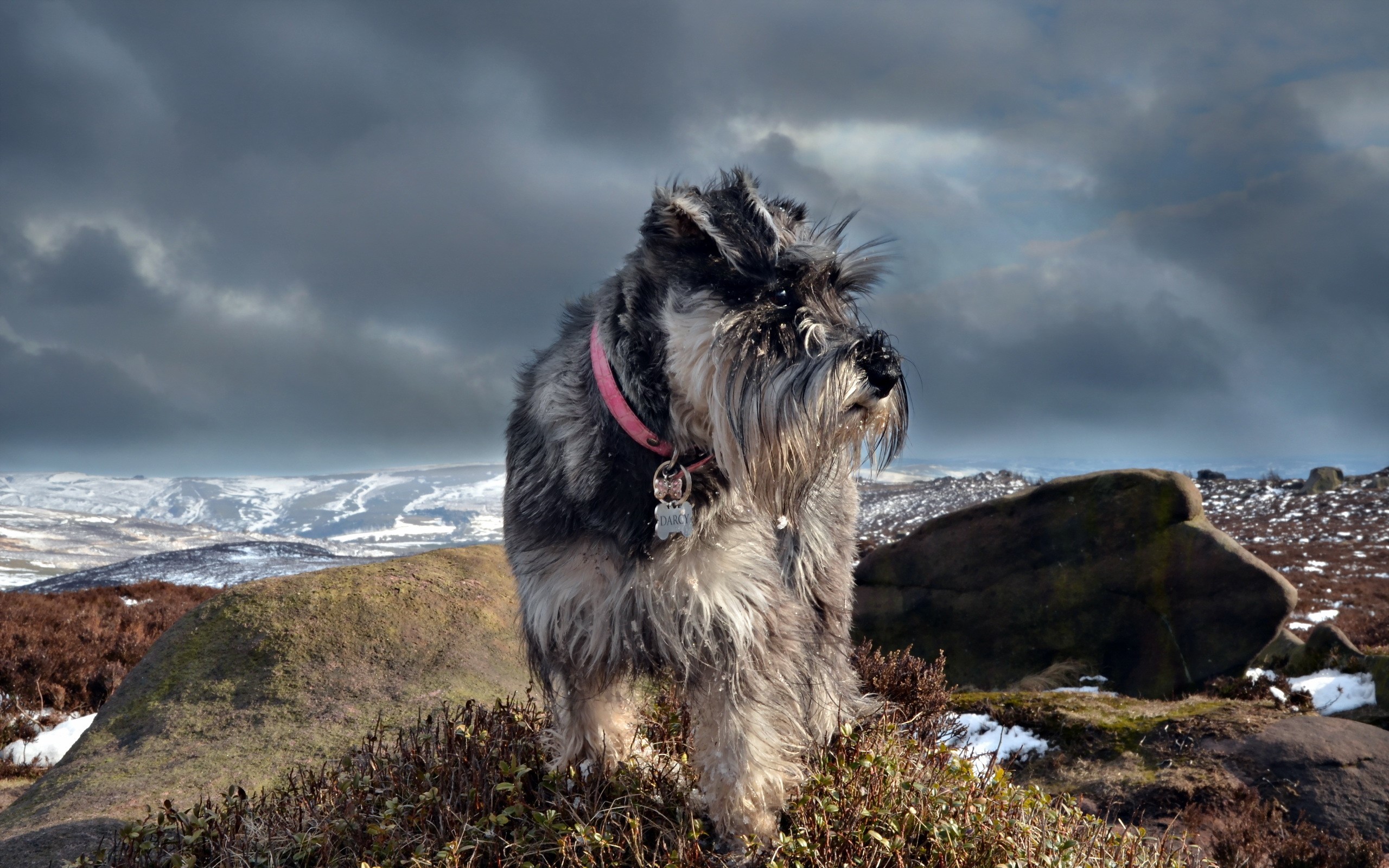 Schnauzer dog standing on a rocky hill with snow in the background HD Wallpaper
