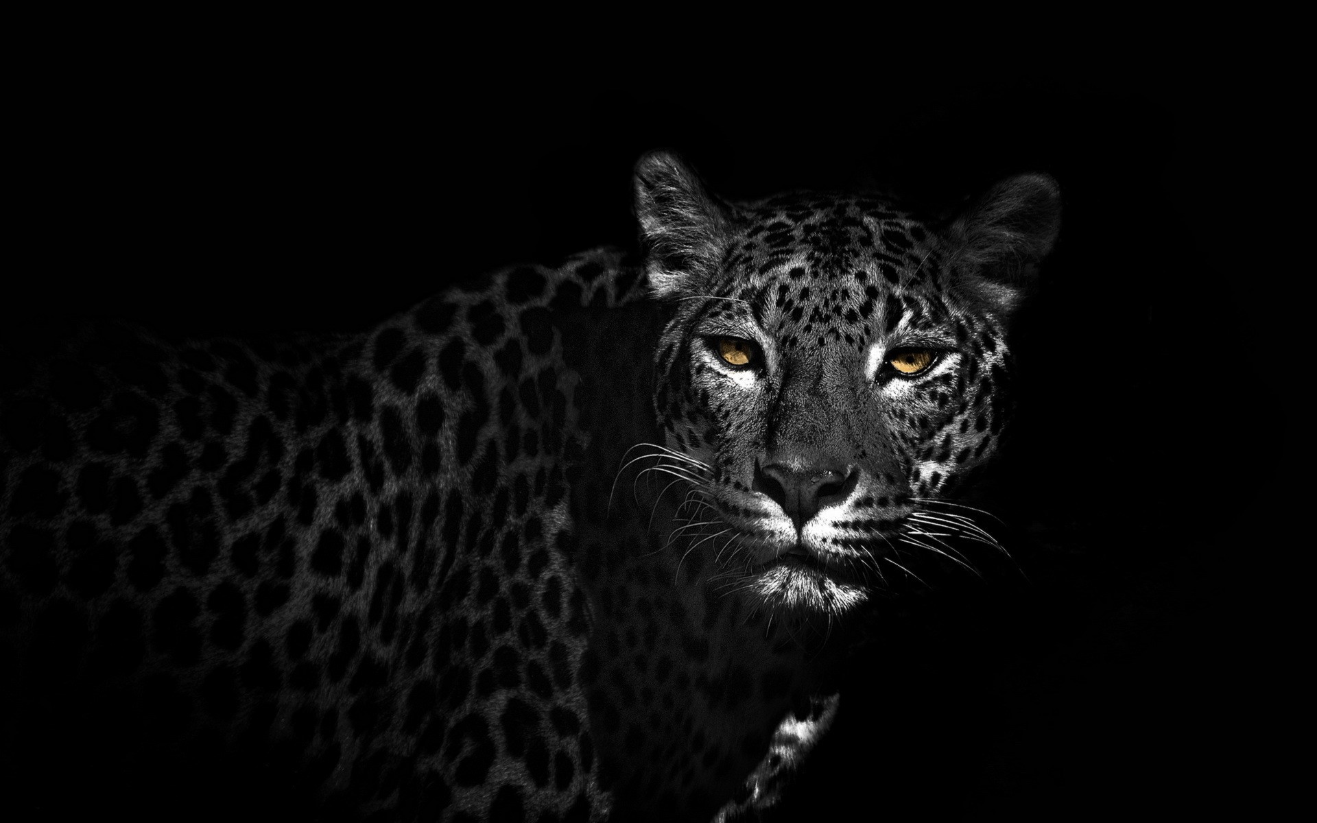 Leopard with yellow eyes in the dark HD Wallpaper
