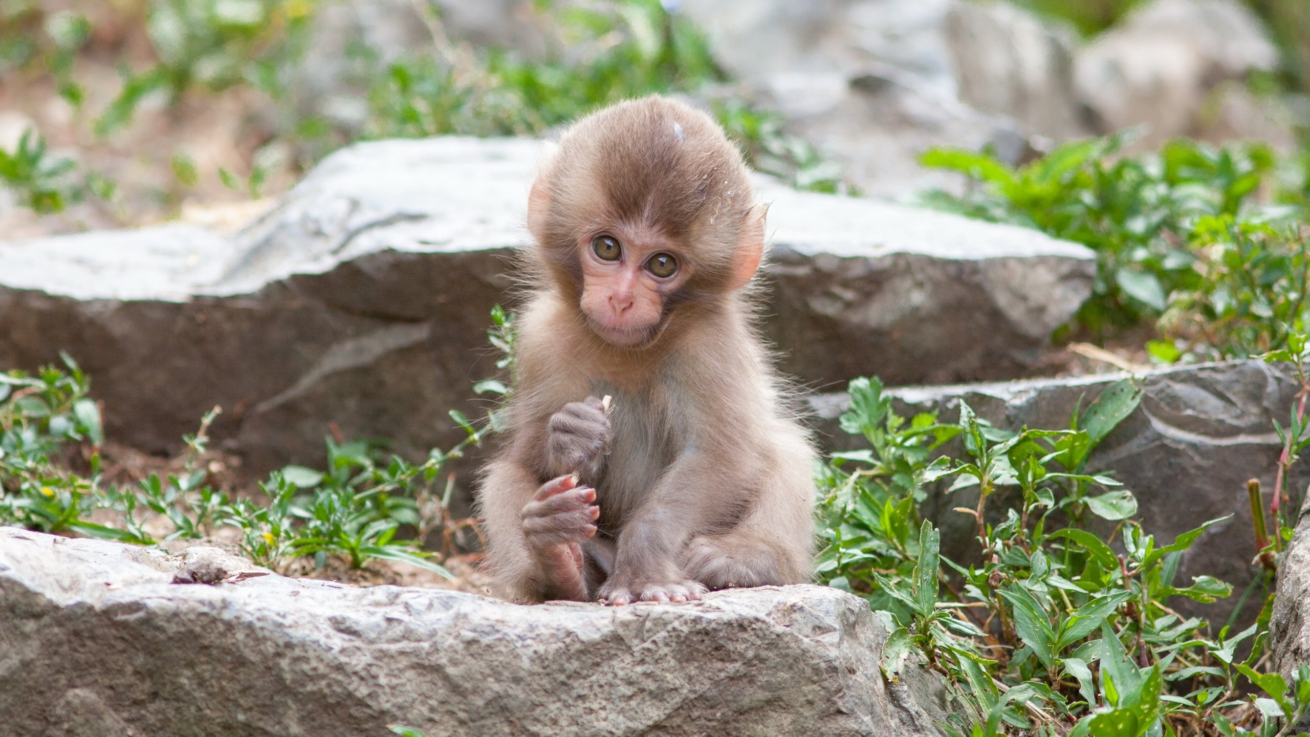 Baby monkey sitting on rocks HD Wallpaper