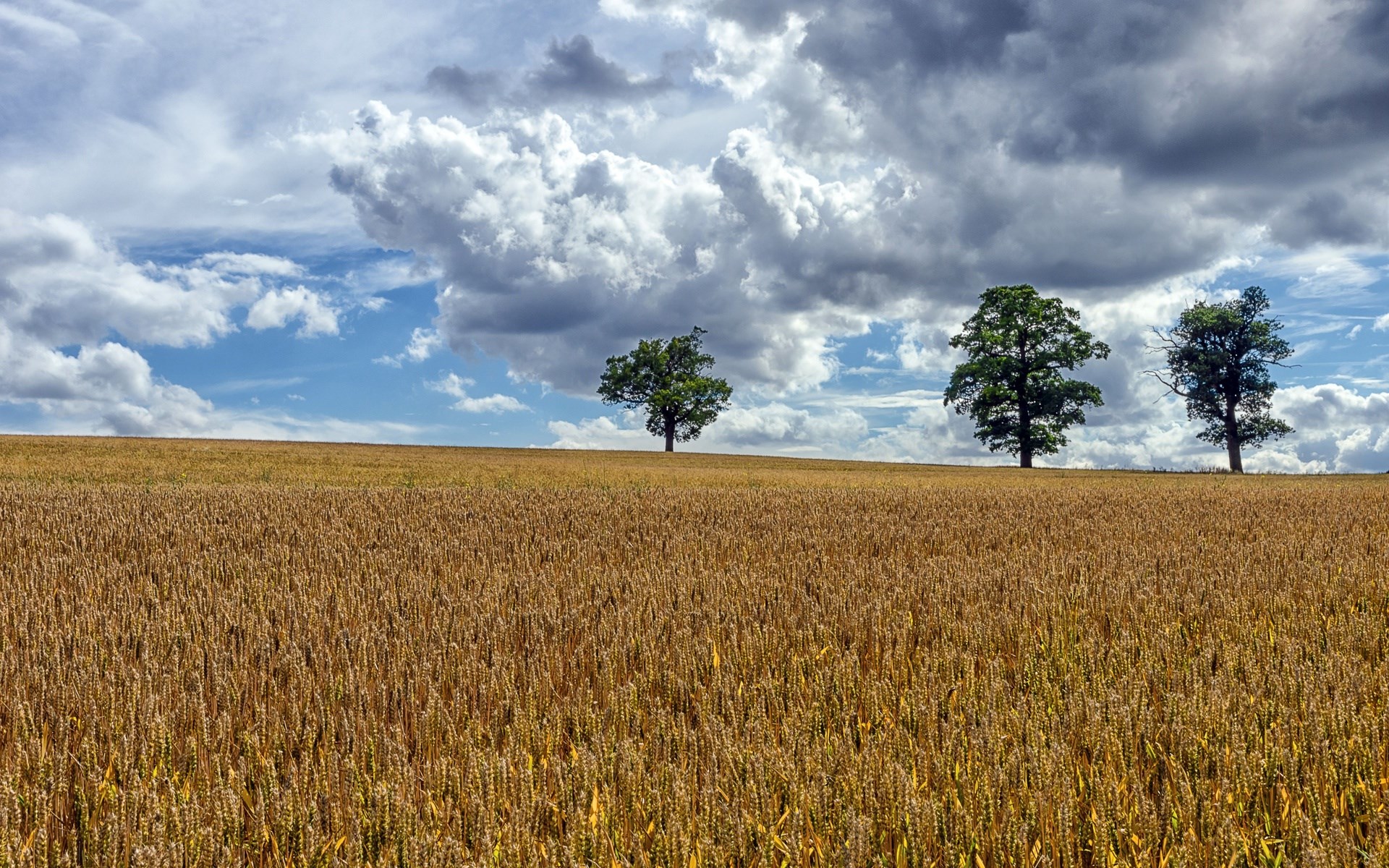 Wheat field with trees under a cloudy sky HD Wallpaper