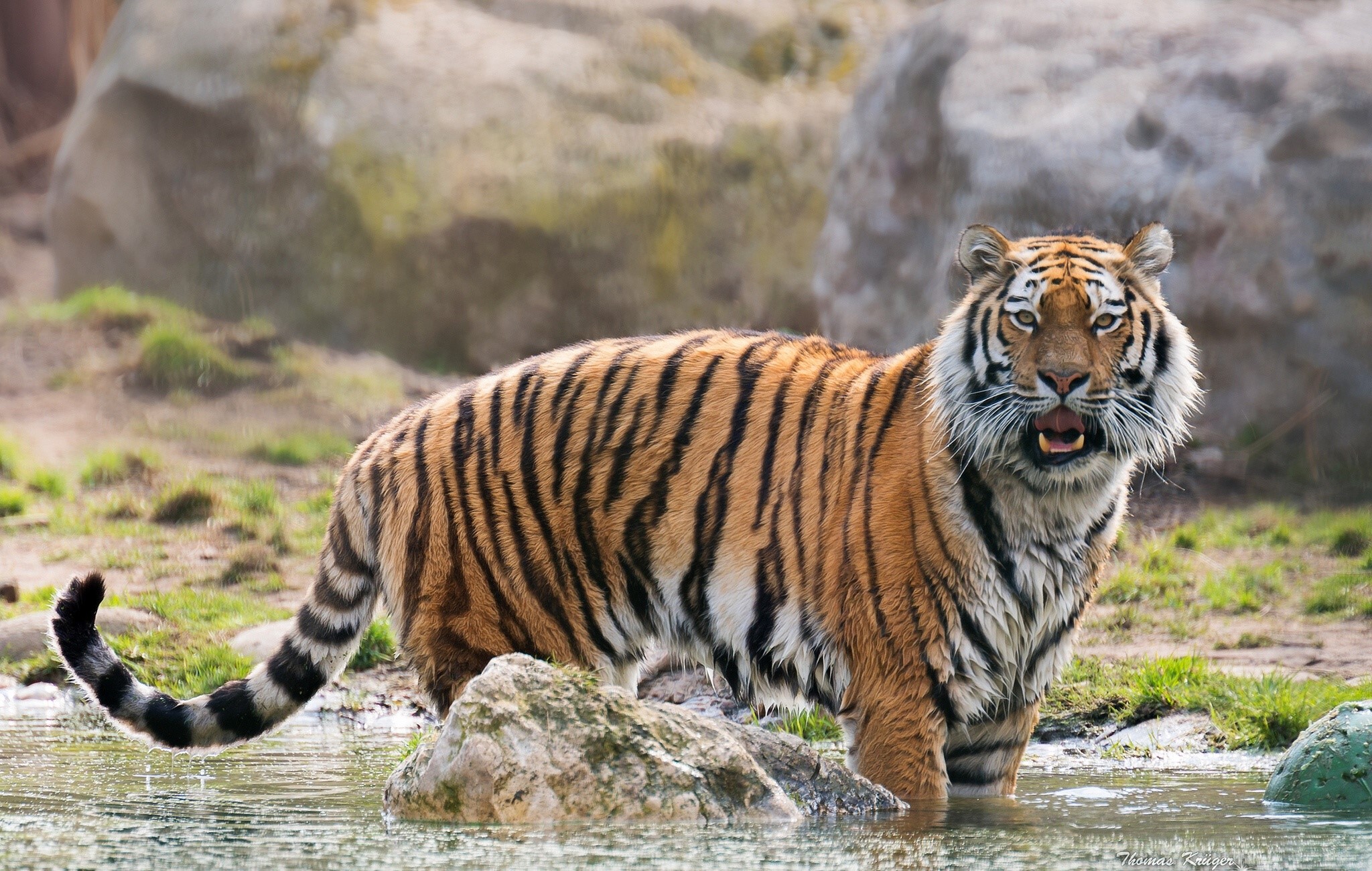 Tiger standing in water HD Wallpaper