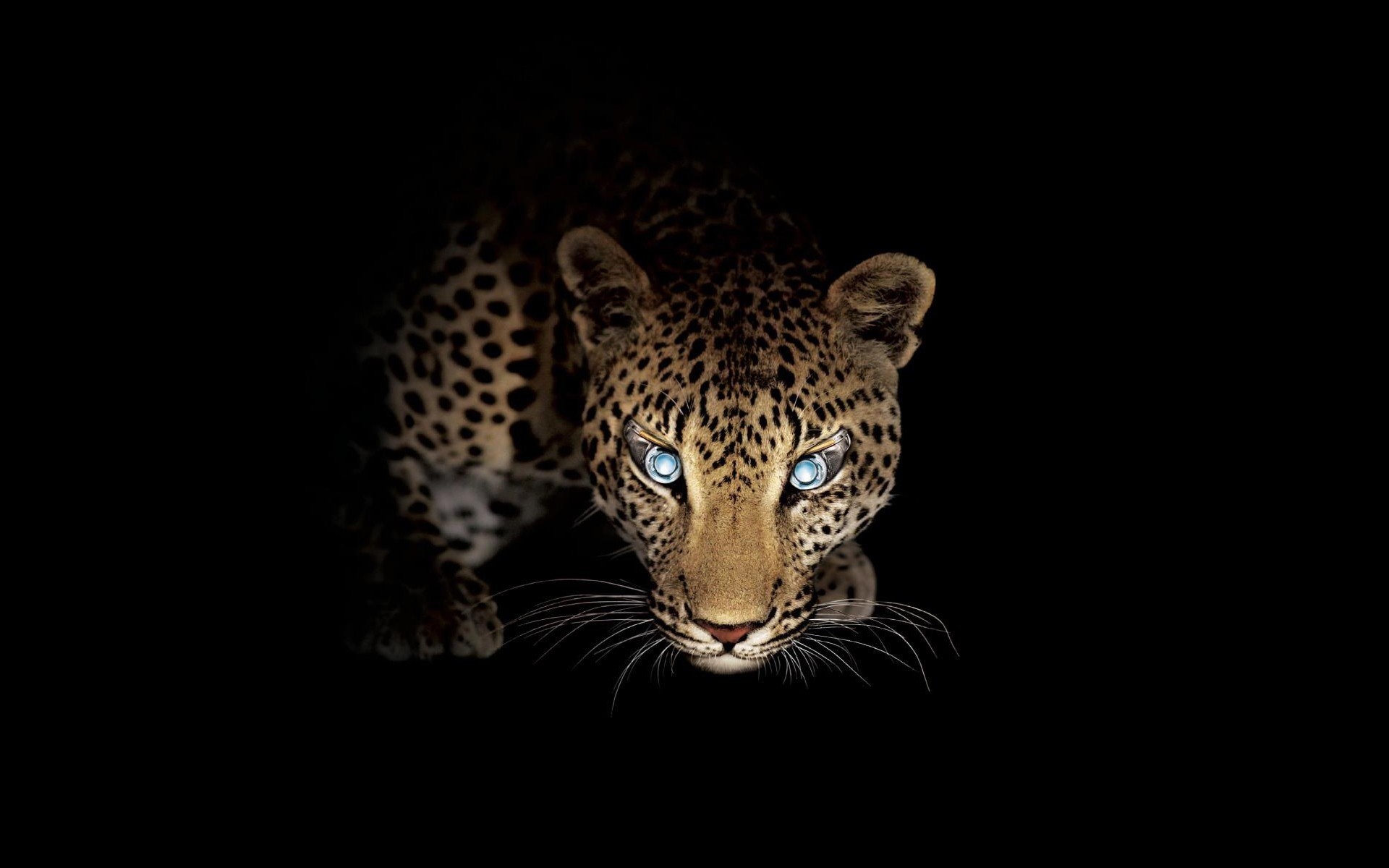 Leopard with glowing blue eyes in the dark HD Wallpaper