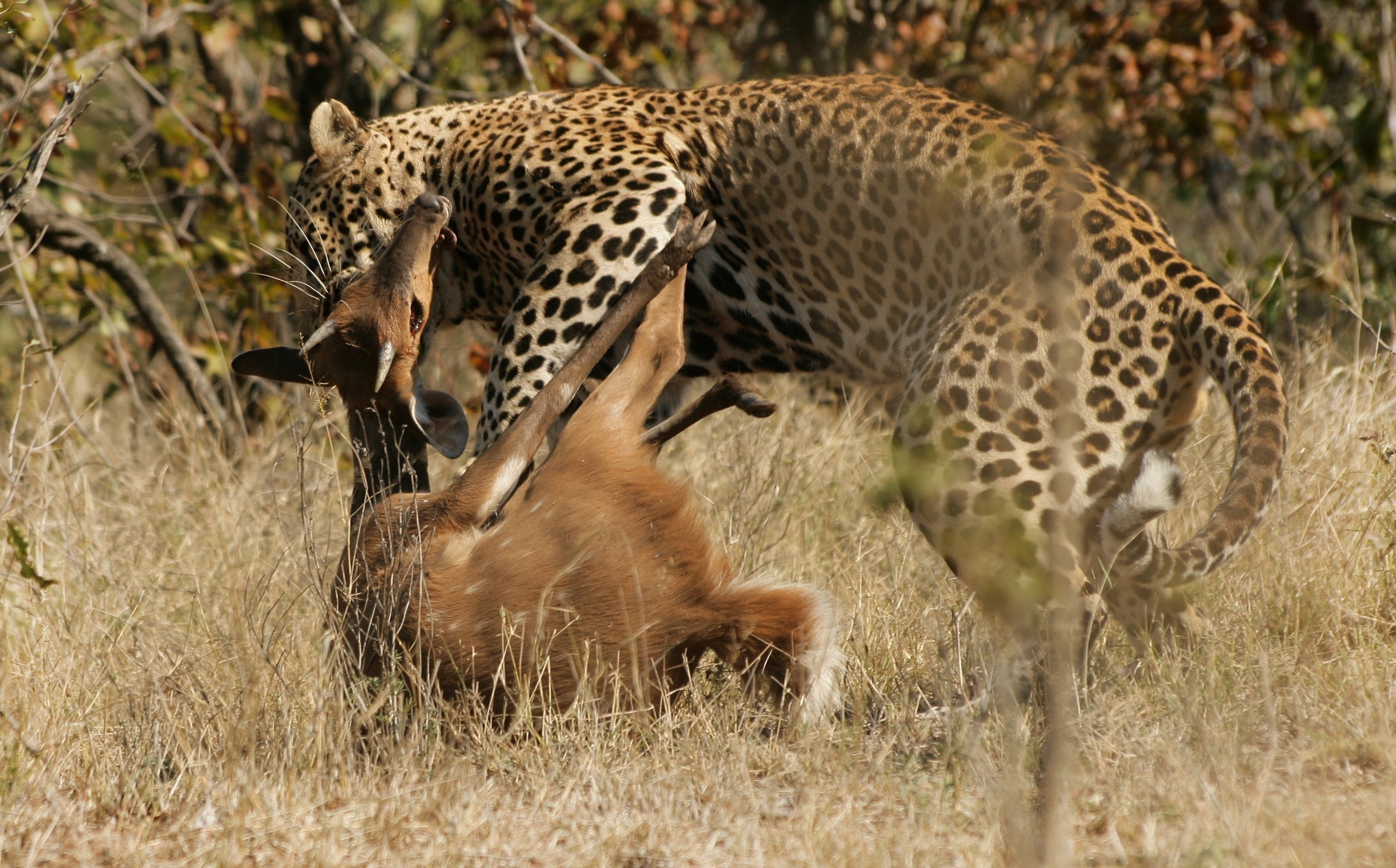 Leopard with prey in dry grass HD Wallpaper