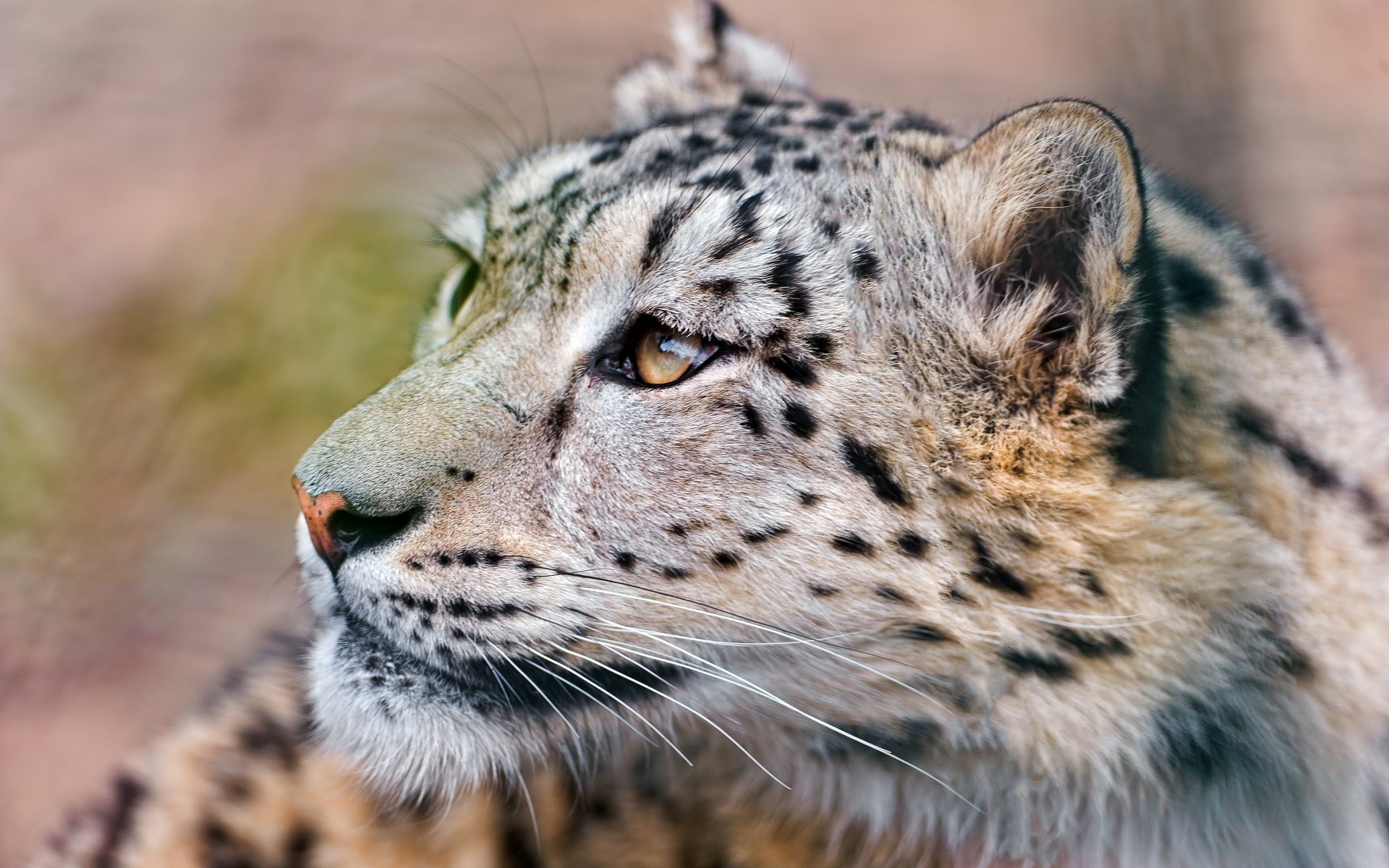 Close-up of a Snow Leopard's Head HD Wallpaper