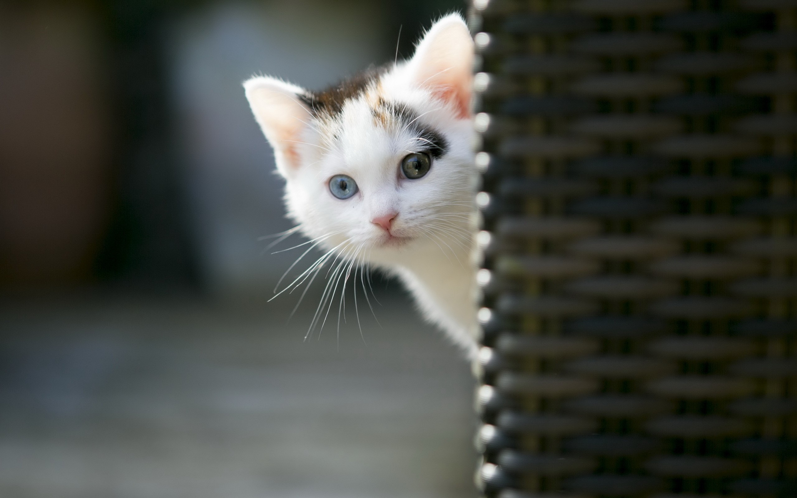 Calico kitten peeking from behind a wicker chair HD Wallpaper