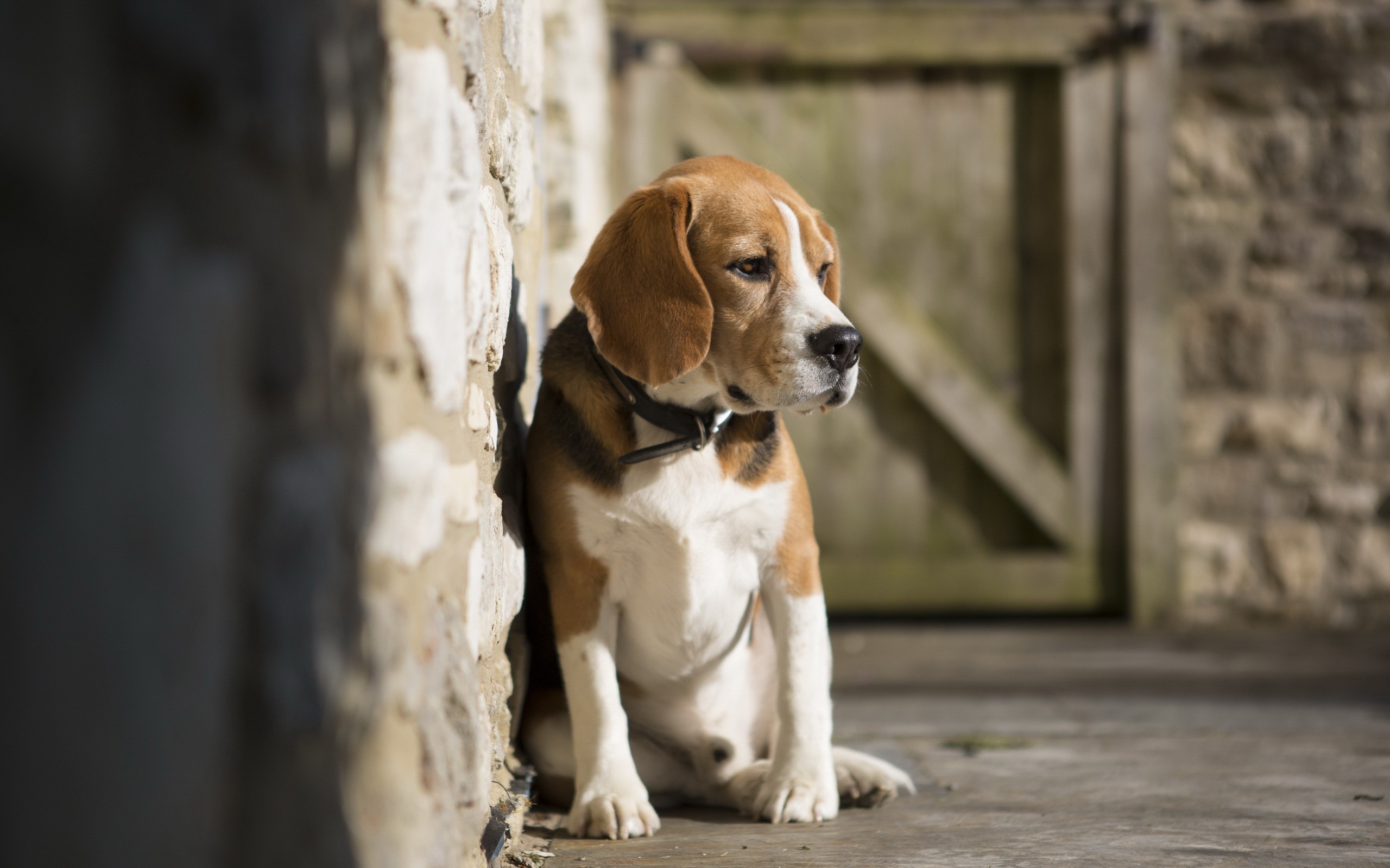 Beagle dog sitting by a stone wall HD Wallpaper