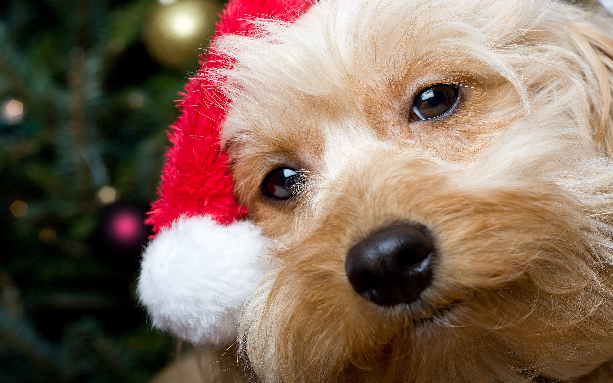 Dog wearing a Santa hat near a Christmas tree HD Wallpaper