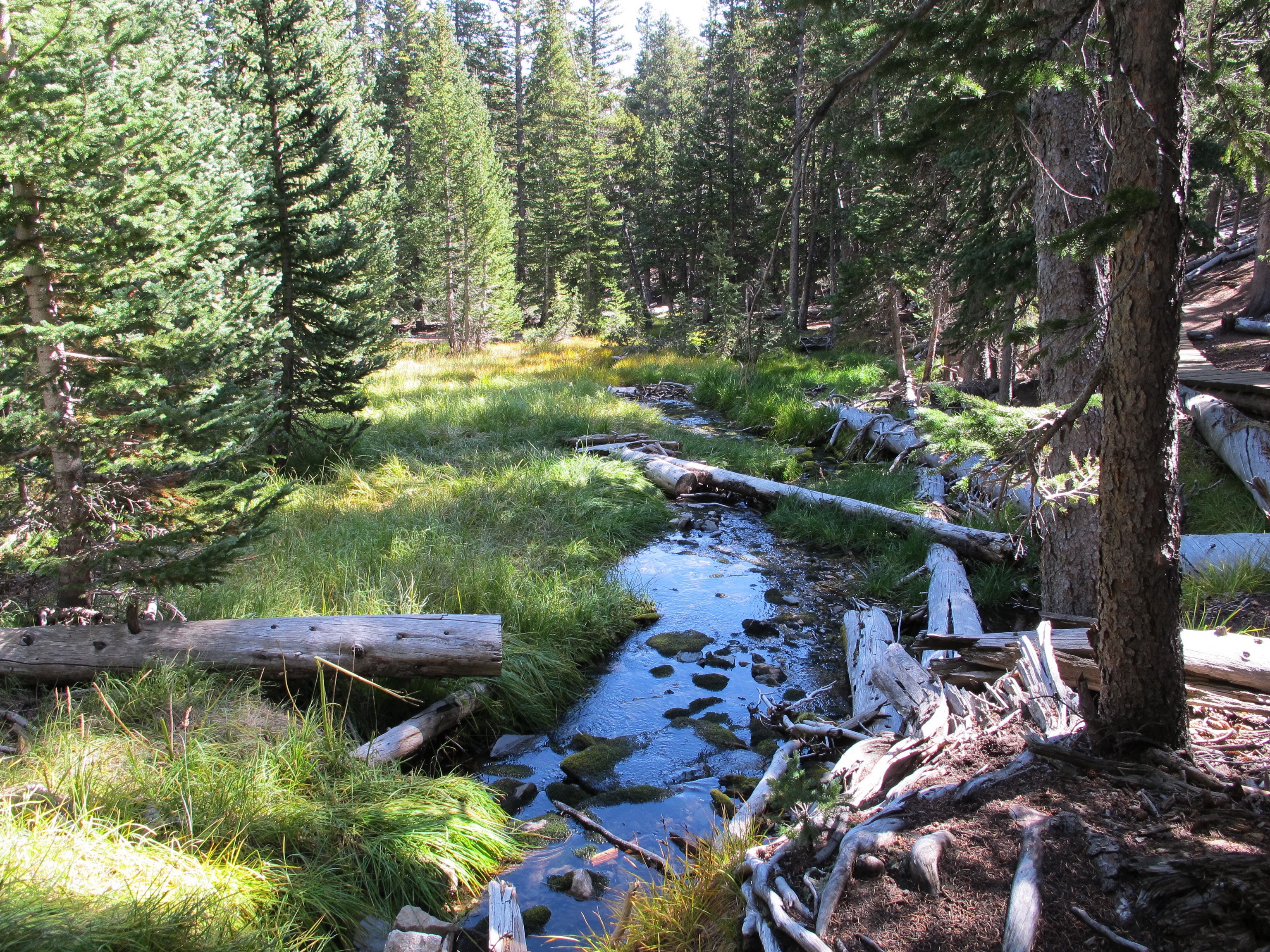Stream flowing through a forest in Nevada HD Wallpaper