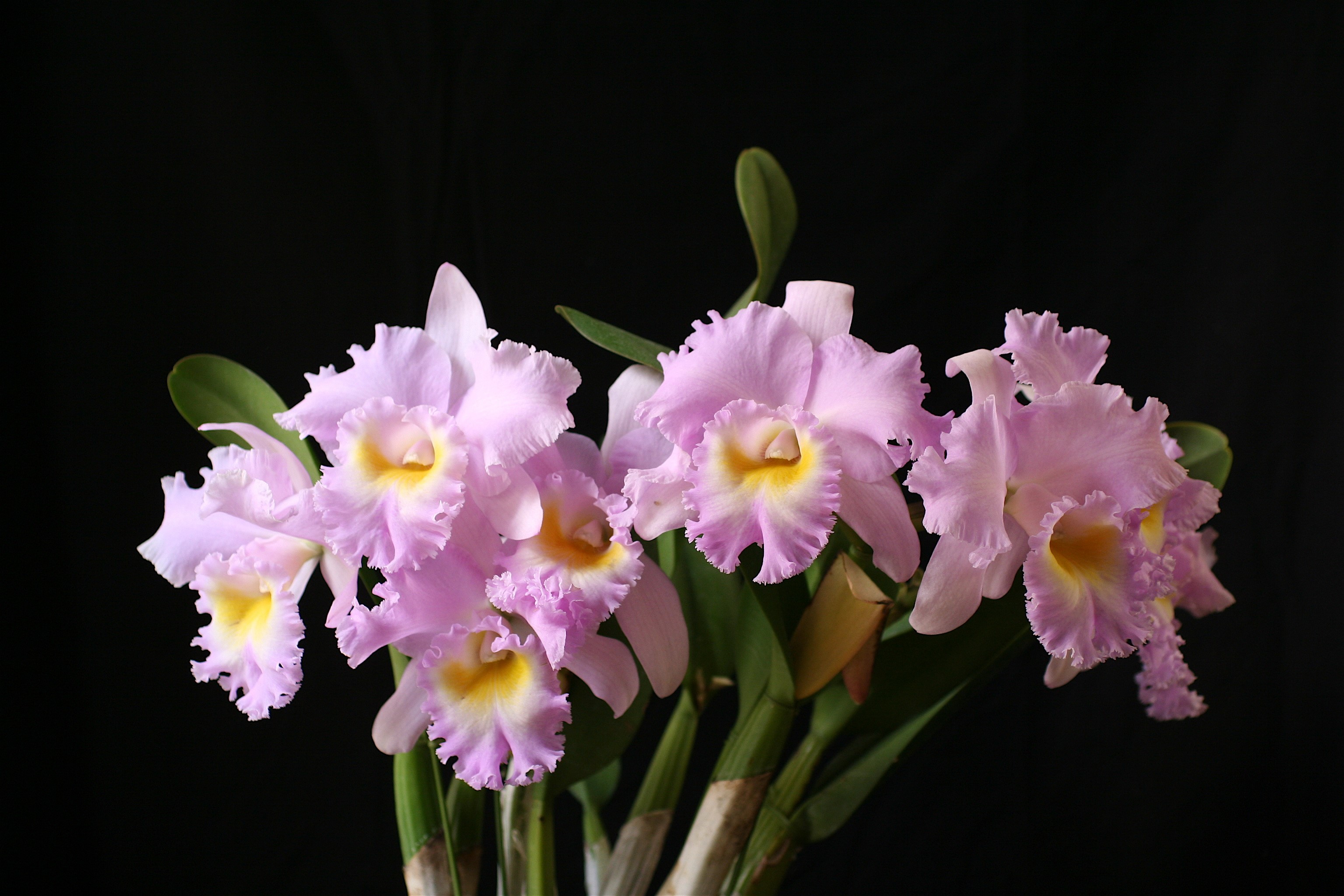 Pink Cattleya orchids with yellow centers HD Wallpaper