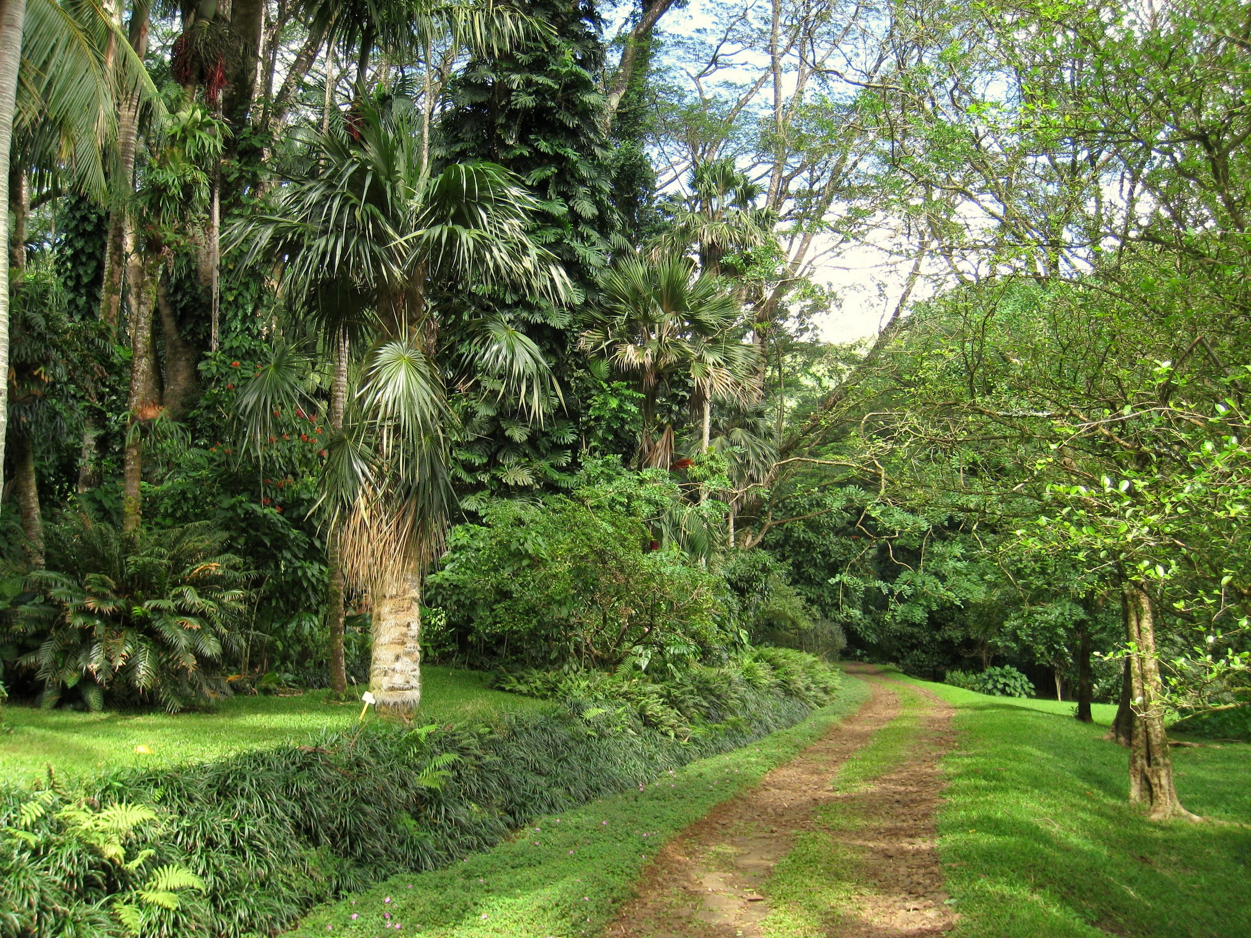 Path through a tropical forest at Lyon Arboretum, Oahu, Hawaii HD Wallpaper