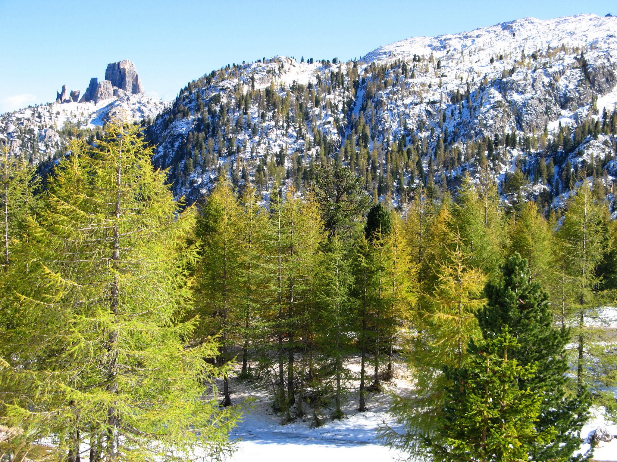 Snow-dusted mountains and coniferous forest in the Alps HD Wallpaper