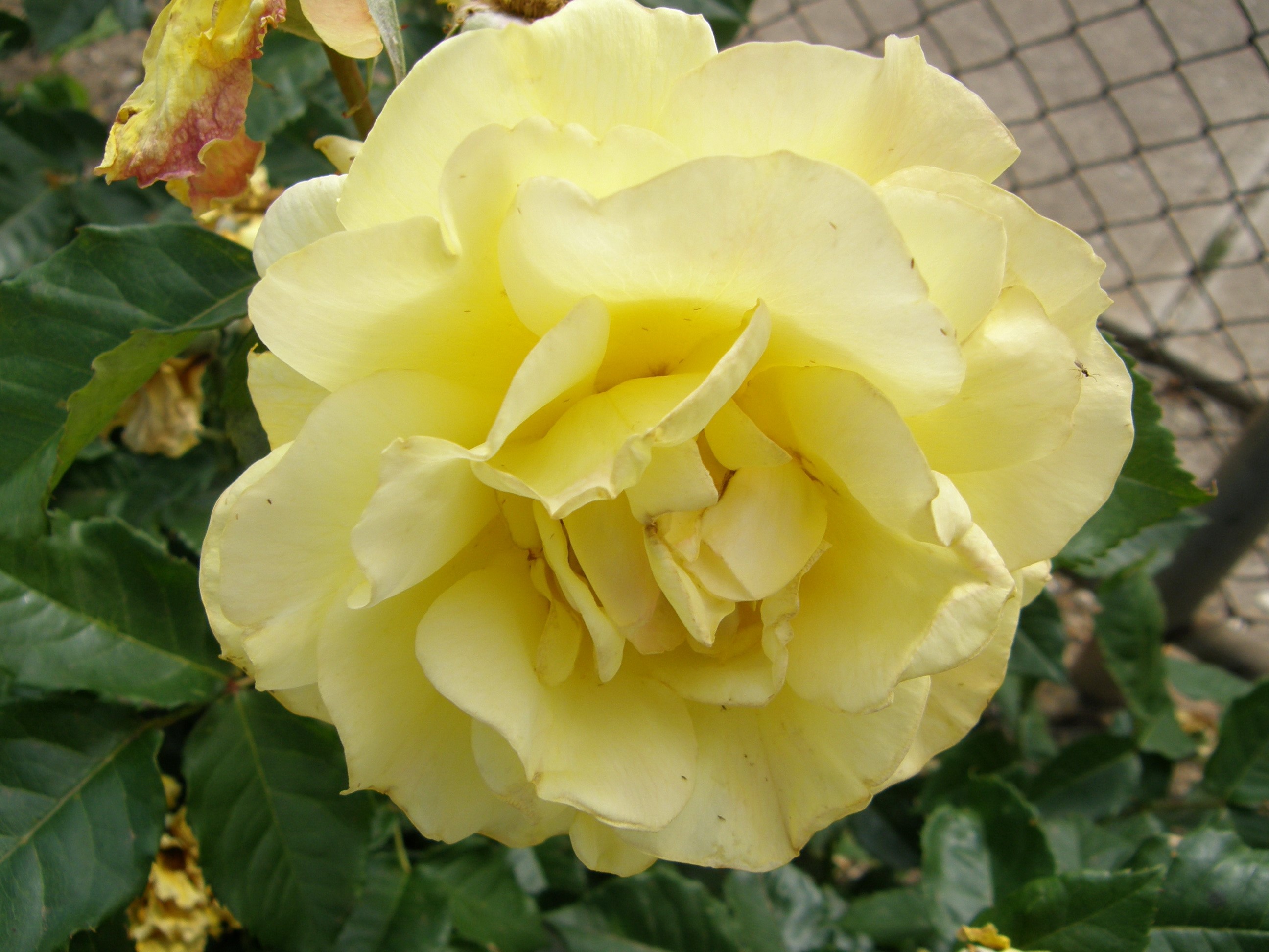 Yellow rose in bloom HD Wallpaper