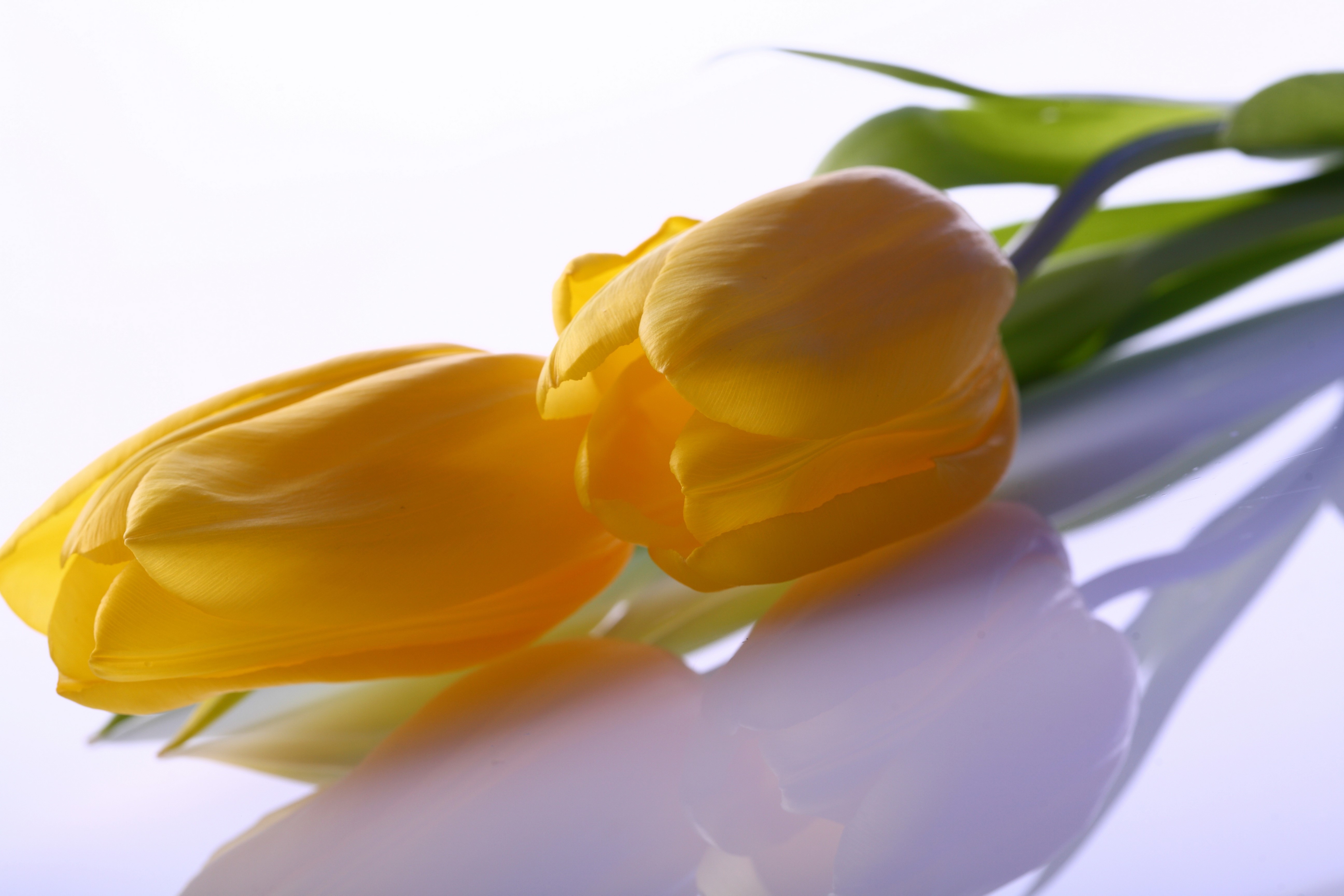 Yellow Tulips on Reflective Surface HD Wallpaper