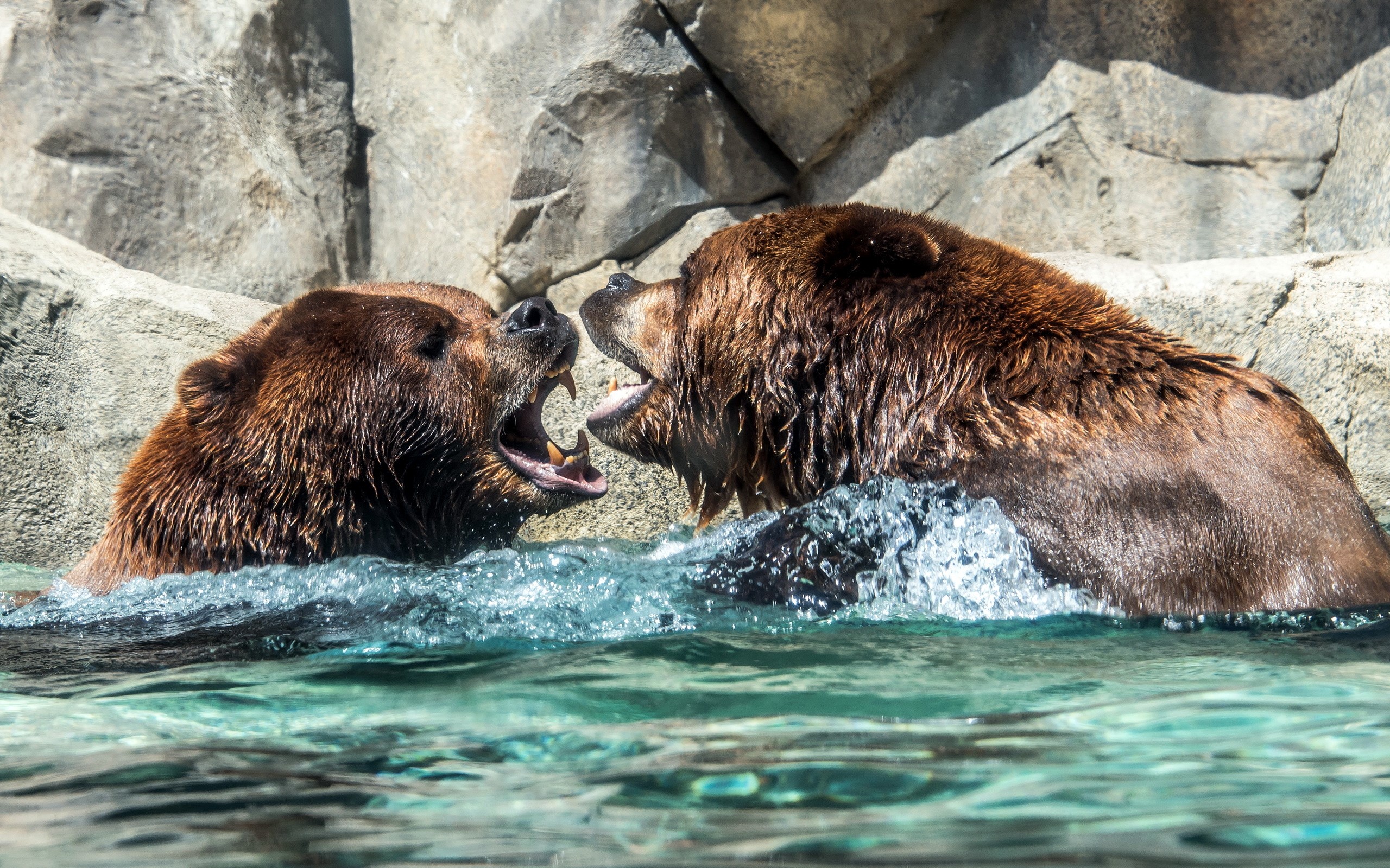 Two brown bears fighting in water HD Wallpaper