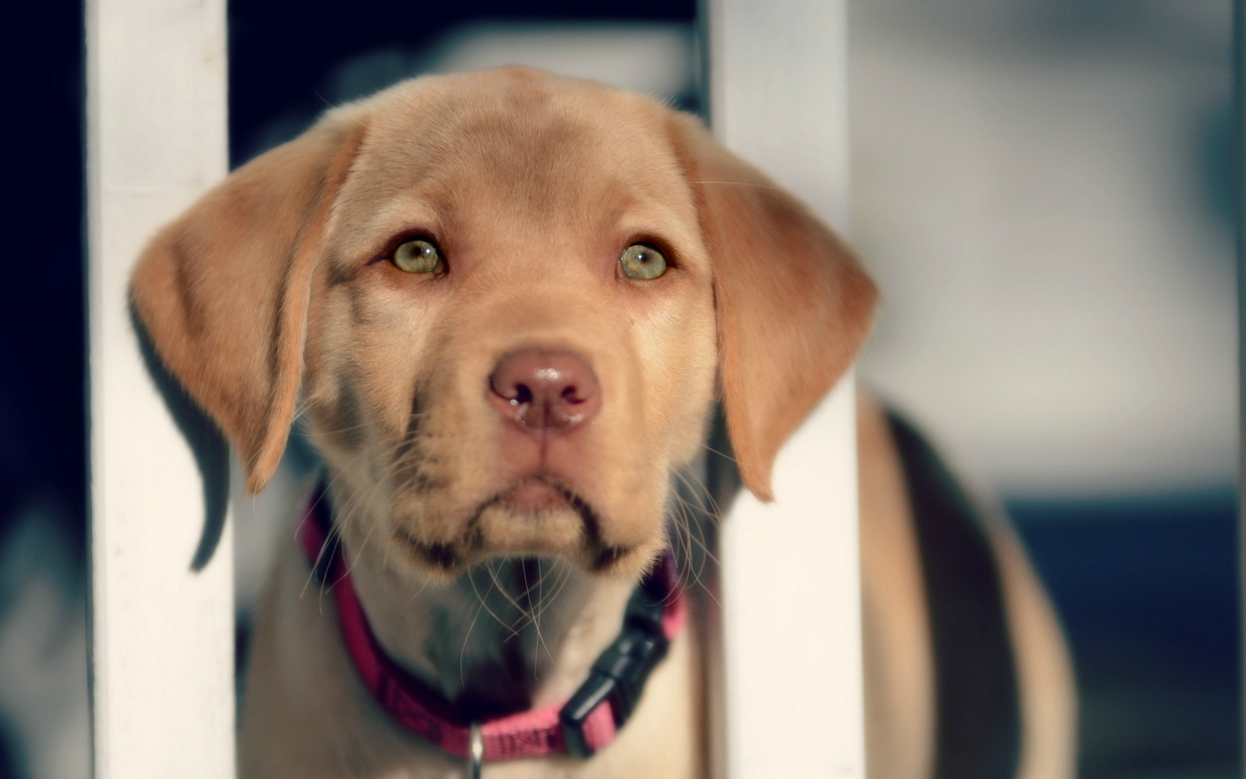 Puppy with green eyes and pink collar HD Wallpaper
