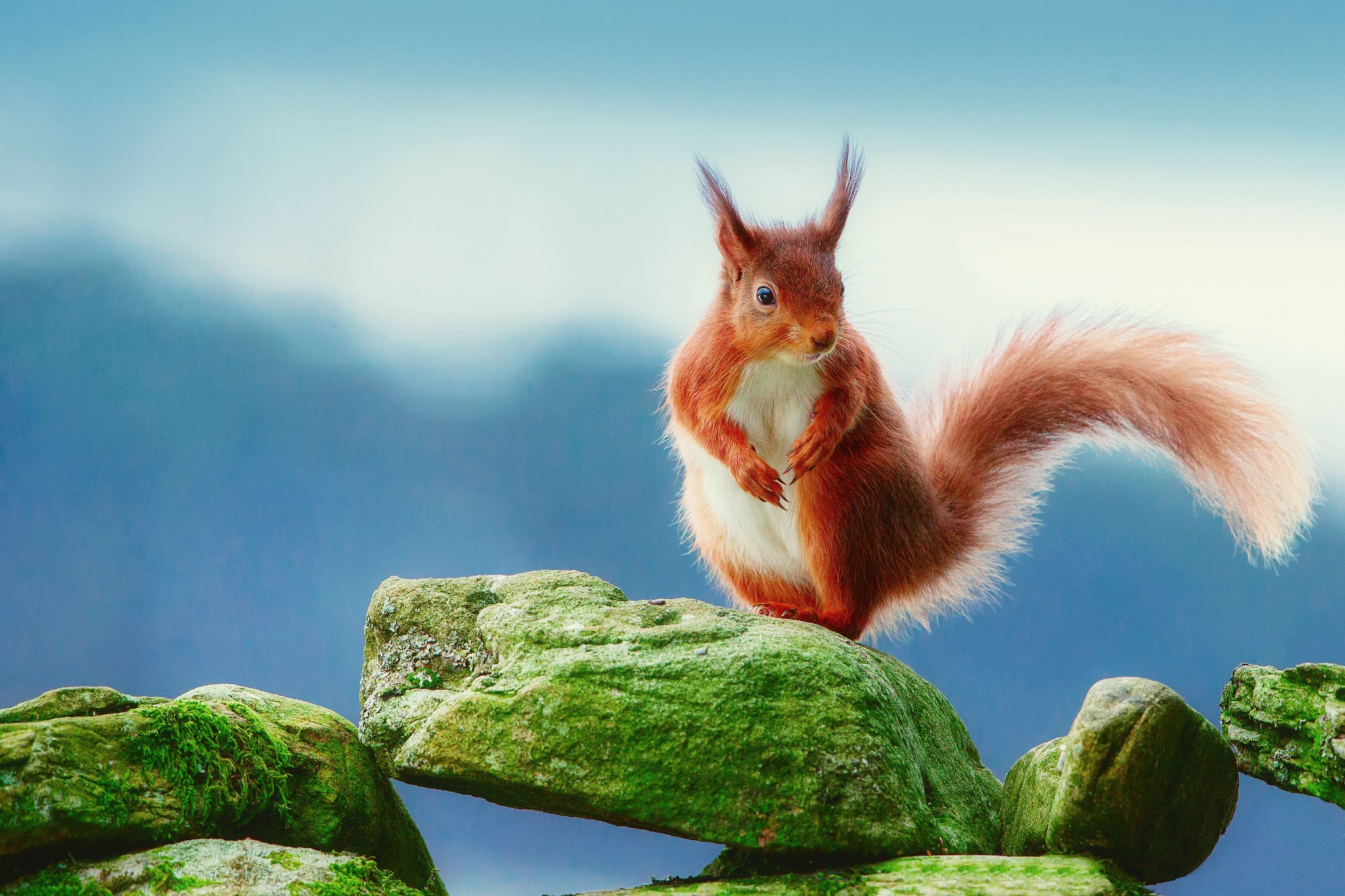 Red squirrel on mossy rocks with blue background HD Wallpaper