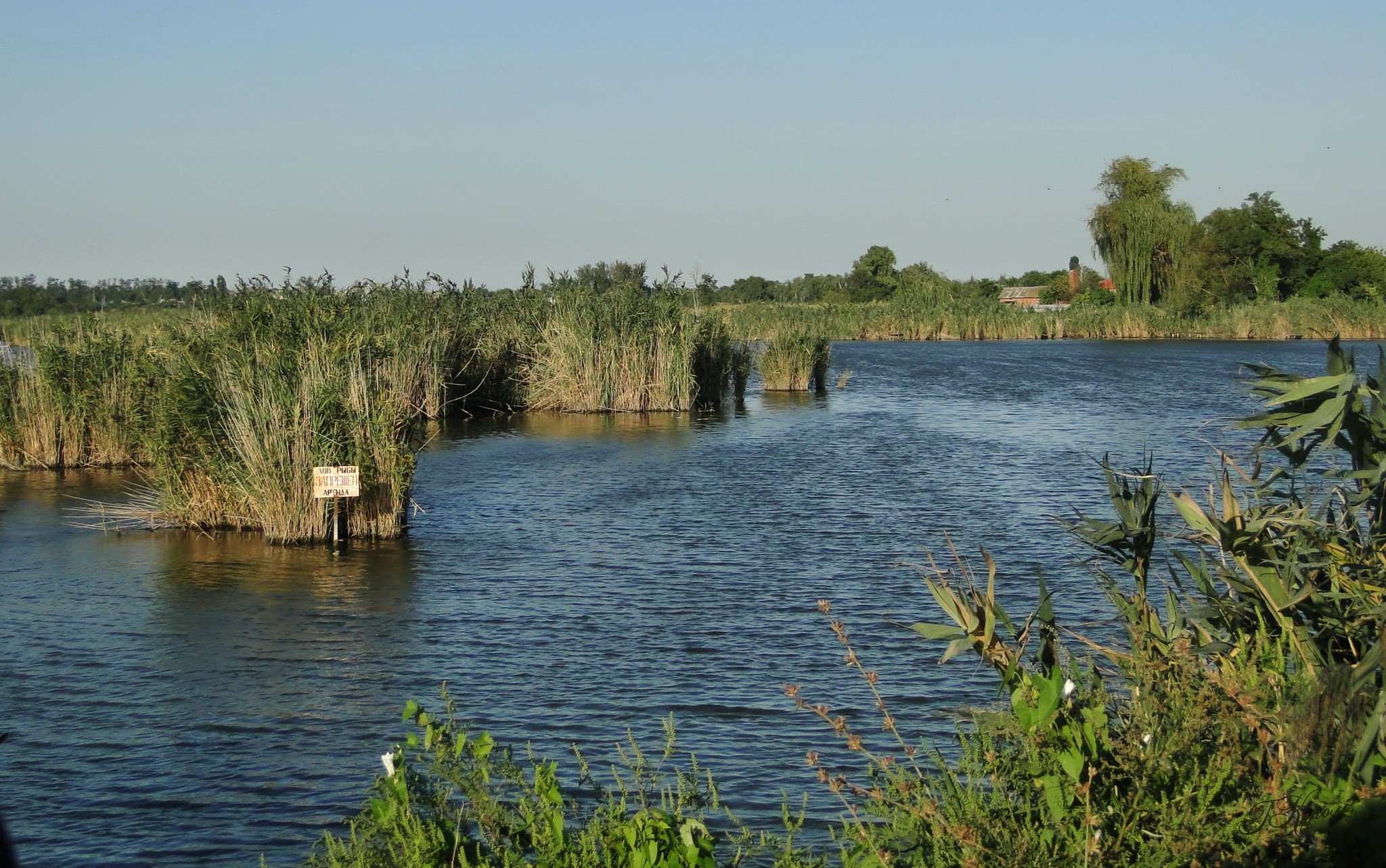 River with reeds and distant buildings HD Wallpaper