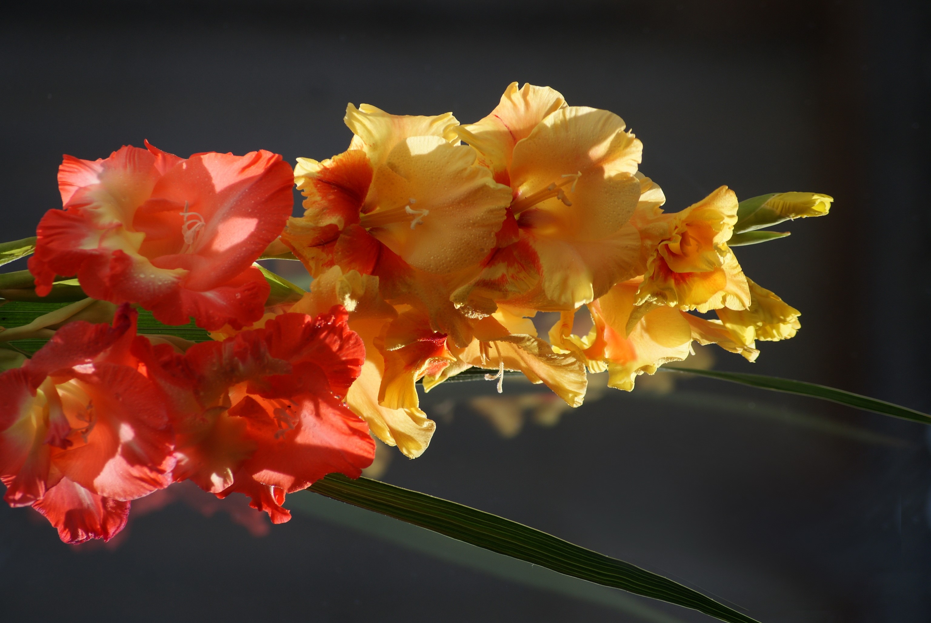 Red and yellow gladioluses with green leaves HD Wallpaper