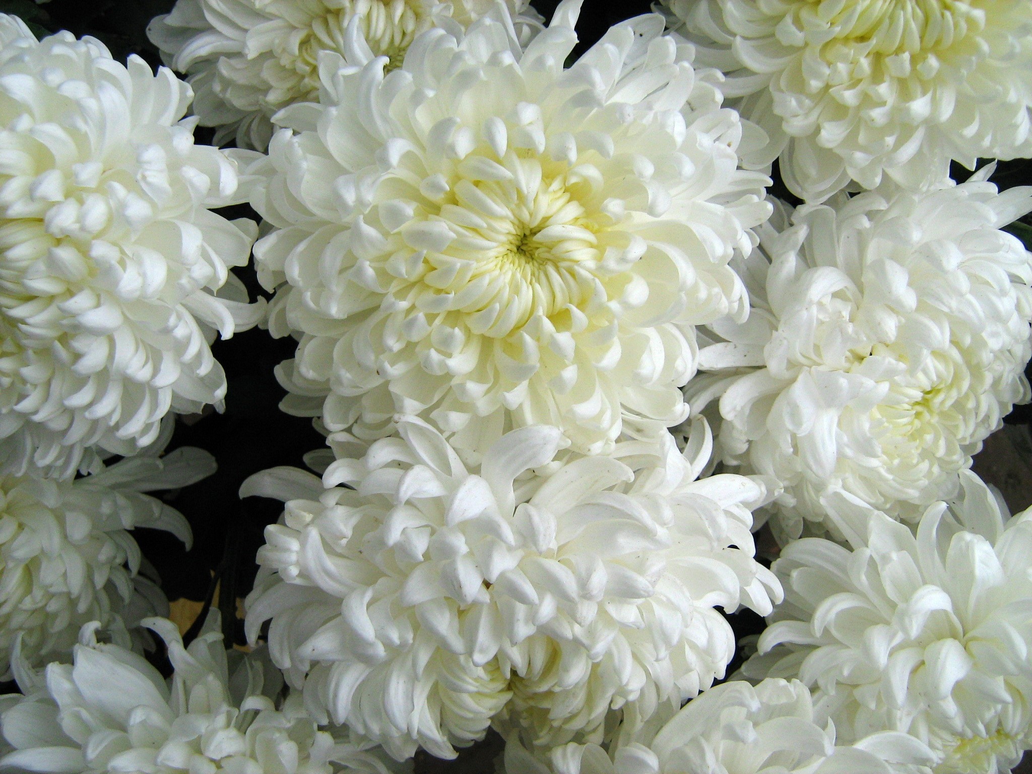 White Chrysanthemums HD Wallpaper