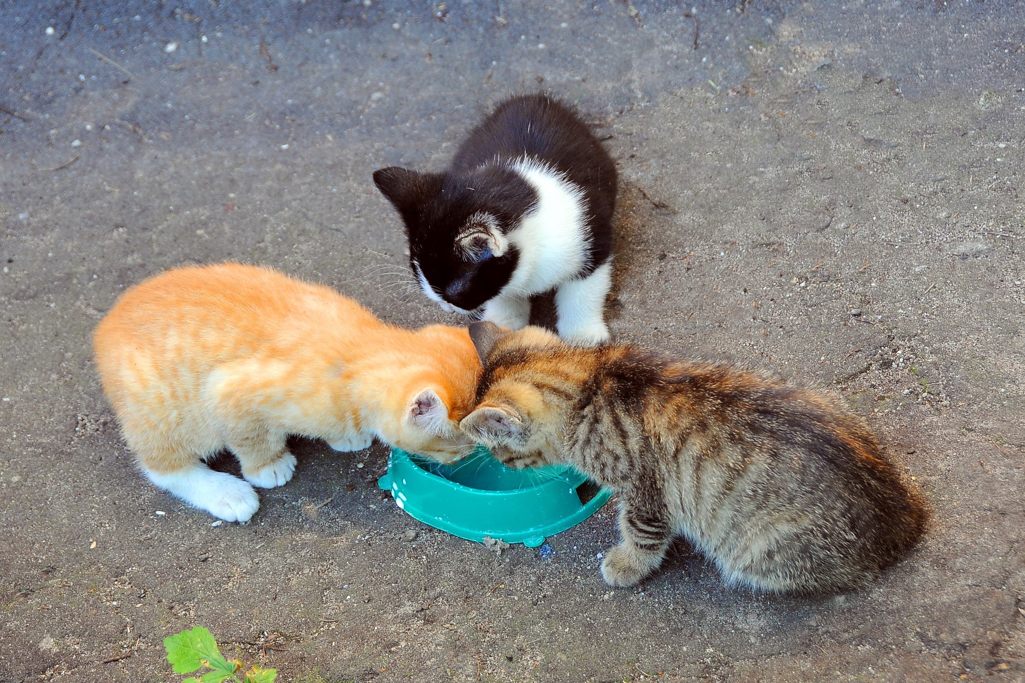 Three kittens eating from a bowl HD Wallpaper