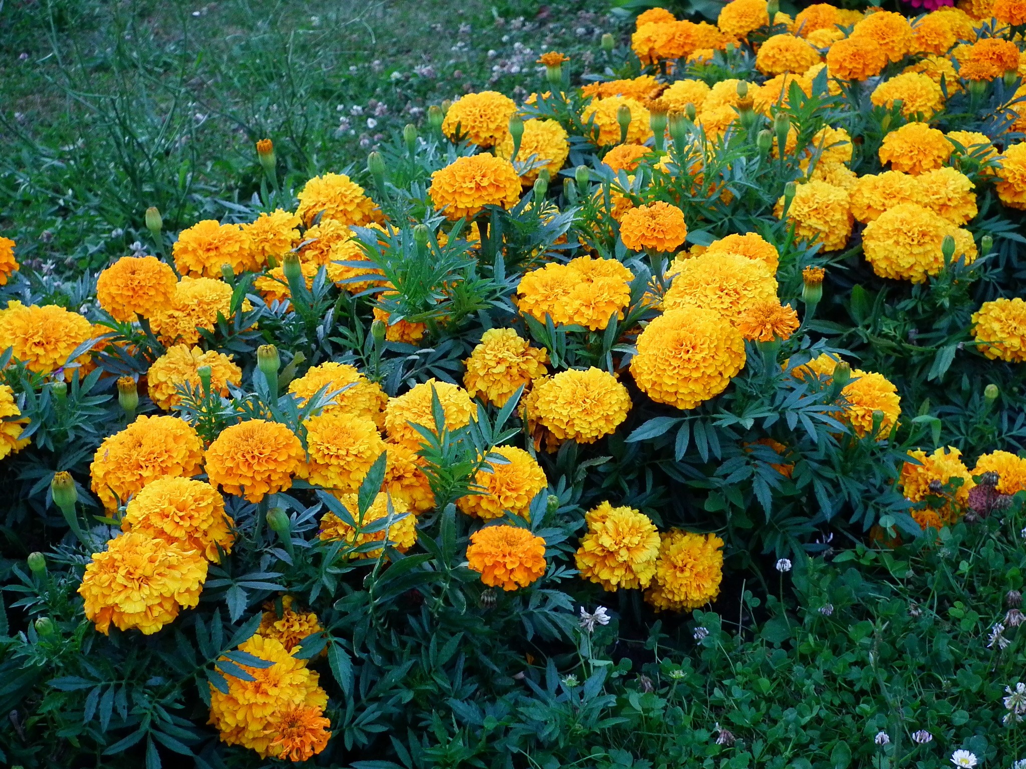 A bed of bright orange marigolds in a garden HD Wallpaper