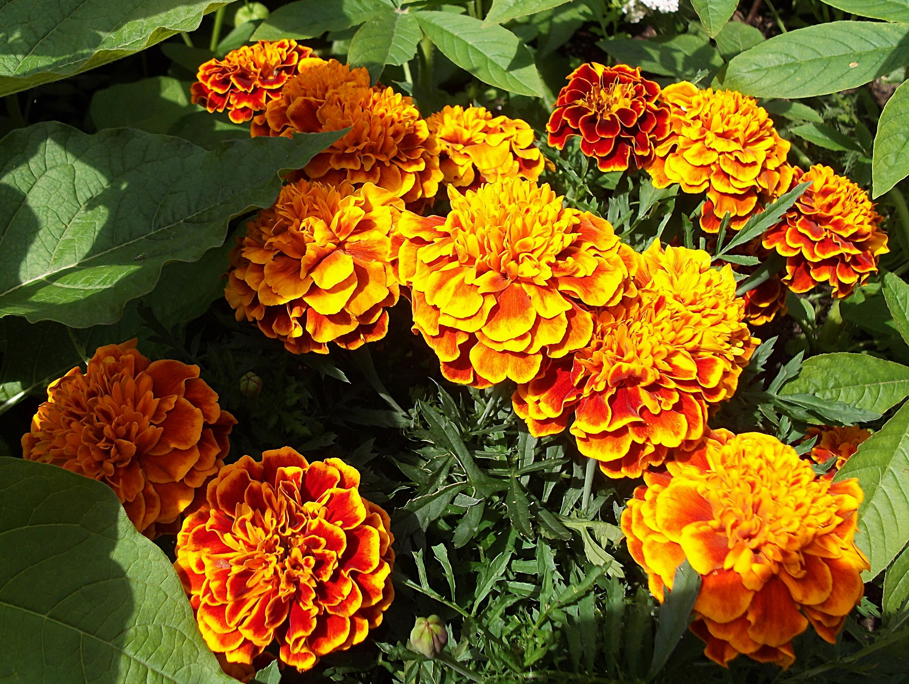 Orange and Red Marigolds in Green Foliage HD Wallpaper