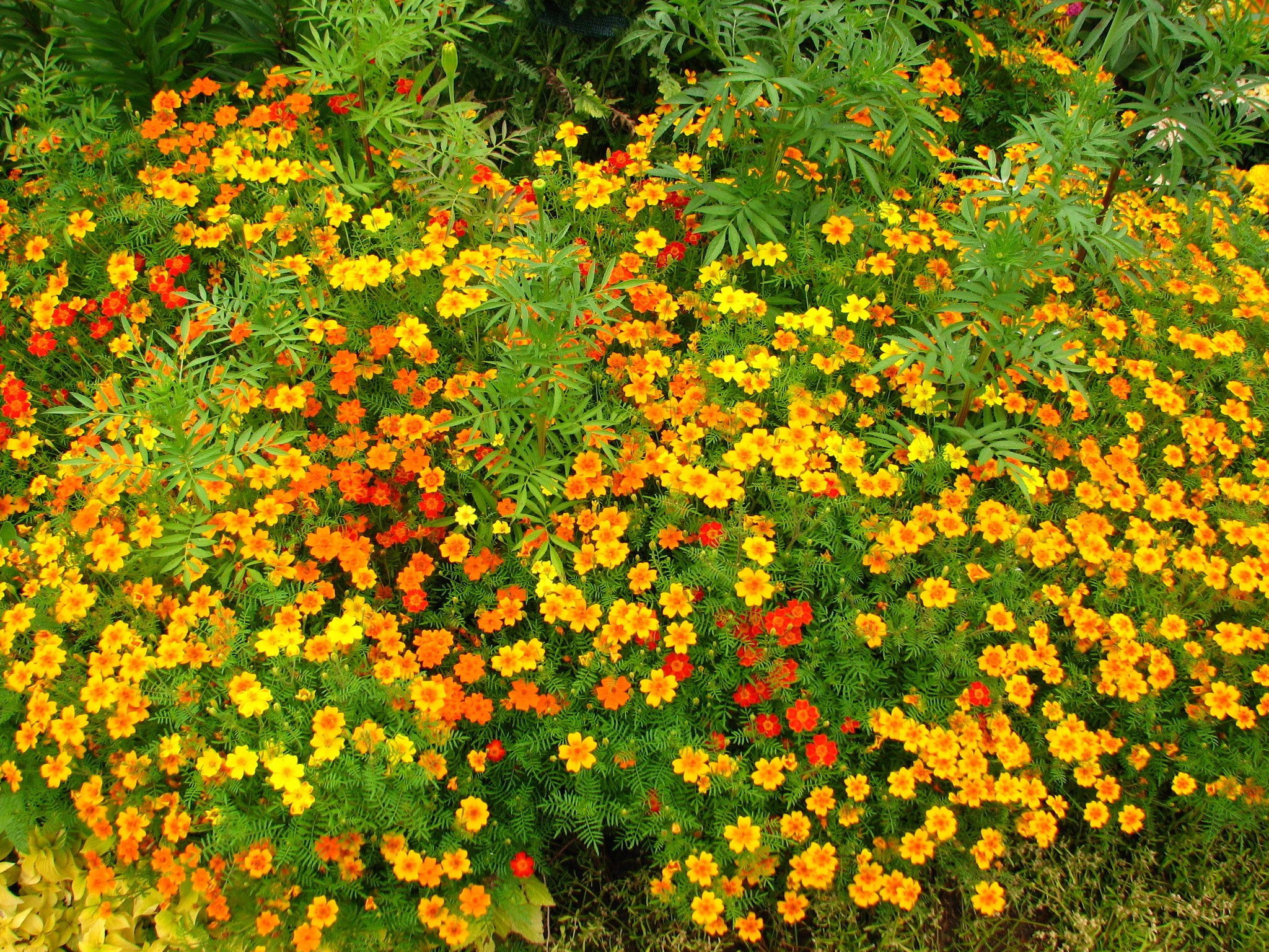 A dense bed of marigolds in yellow and orange hues HD Wallpaper