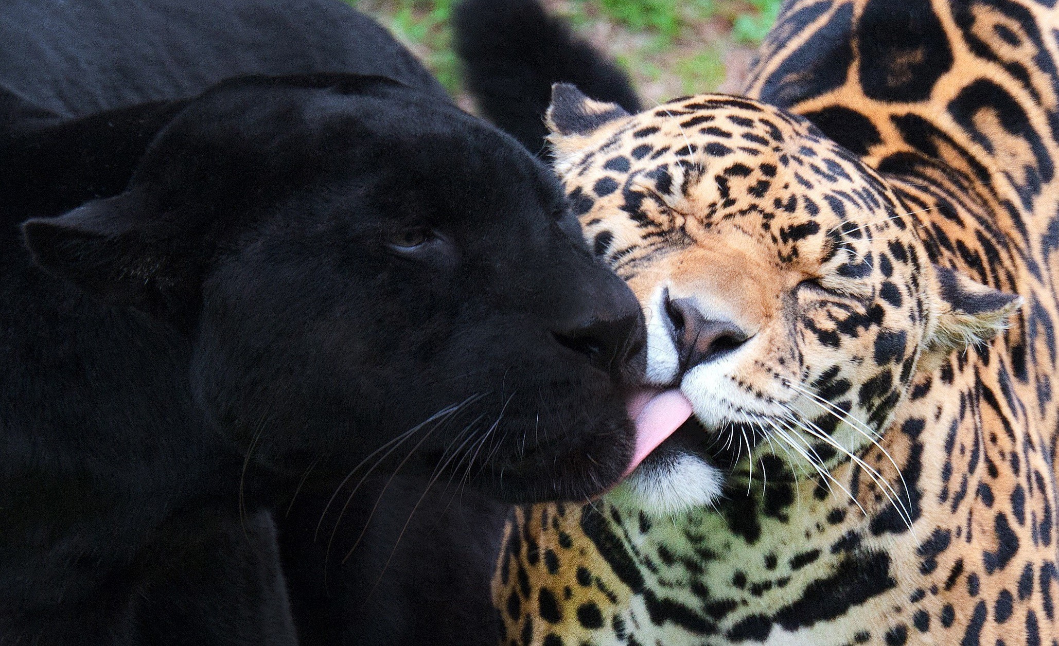 Black Panther and Jaguar interacting HD Wallpaper