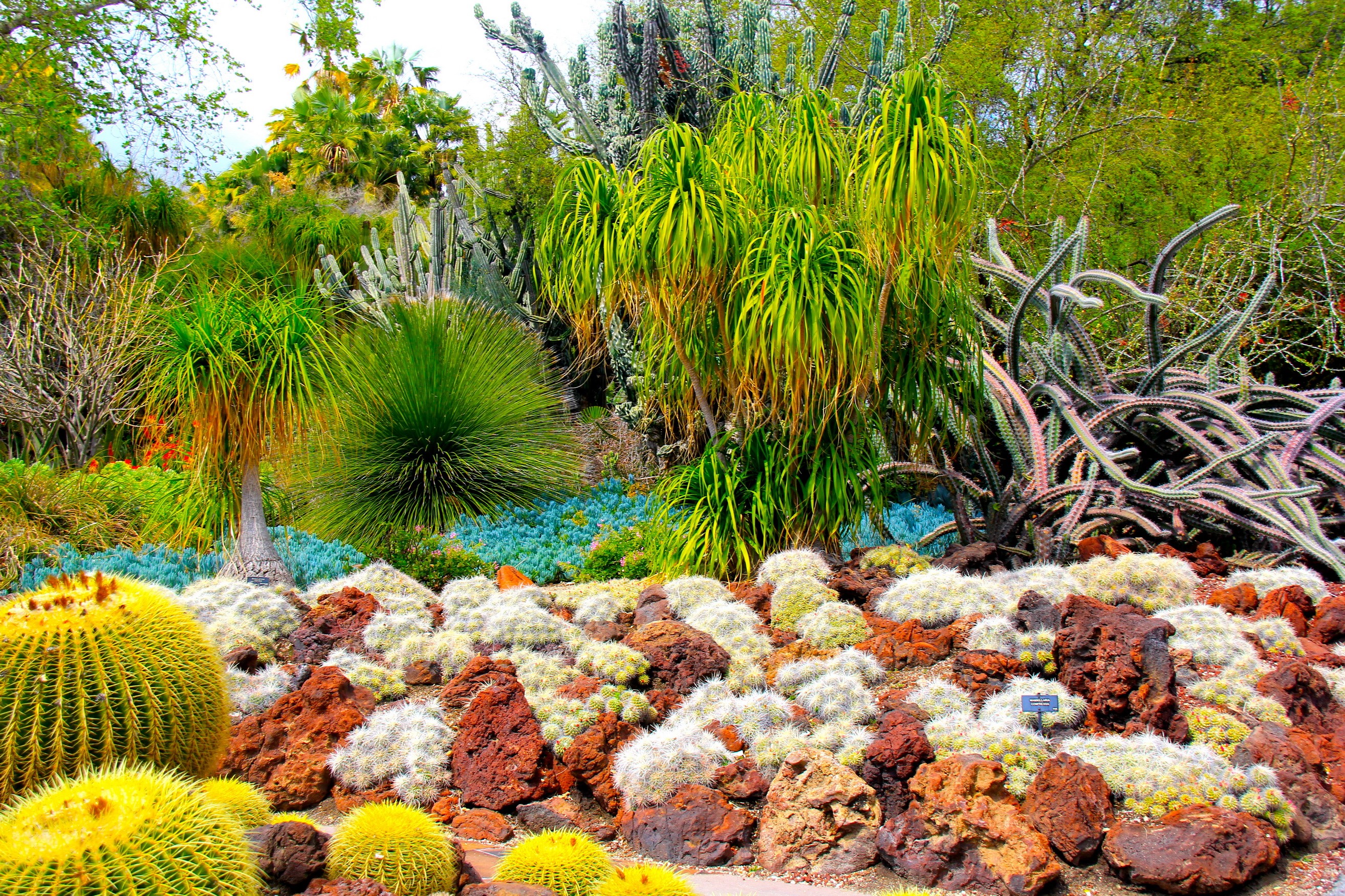 Desert botanical garden with various cacti and succulents HD Wallpaper