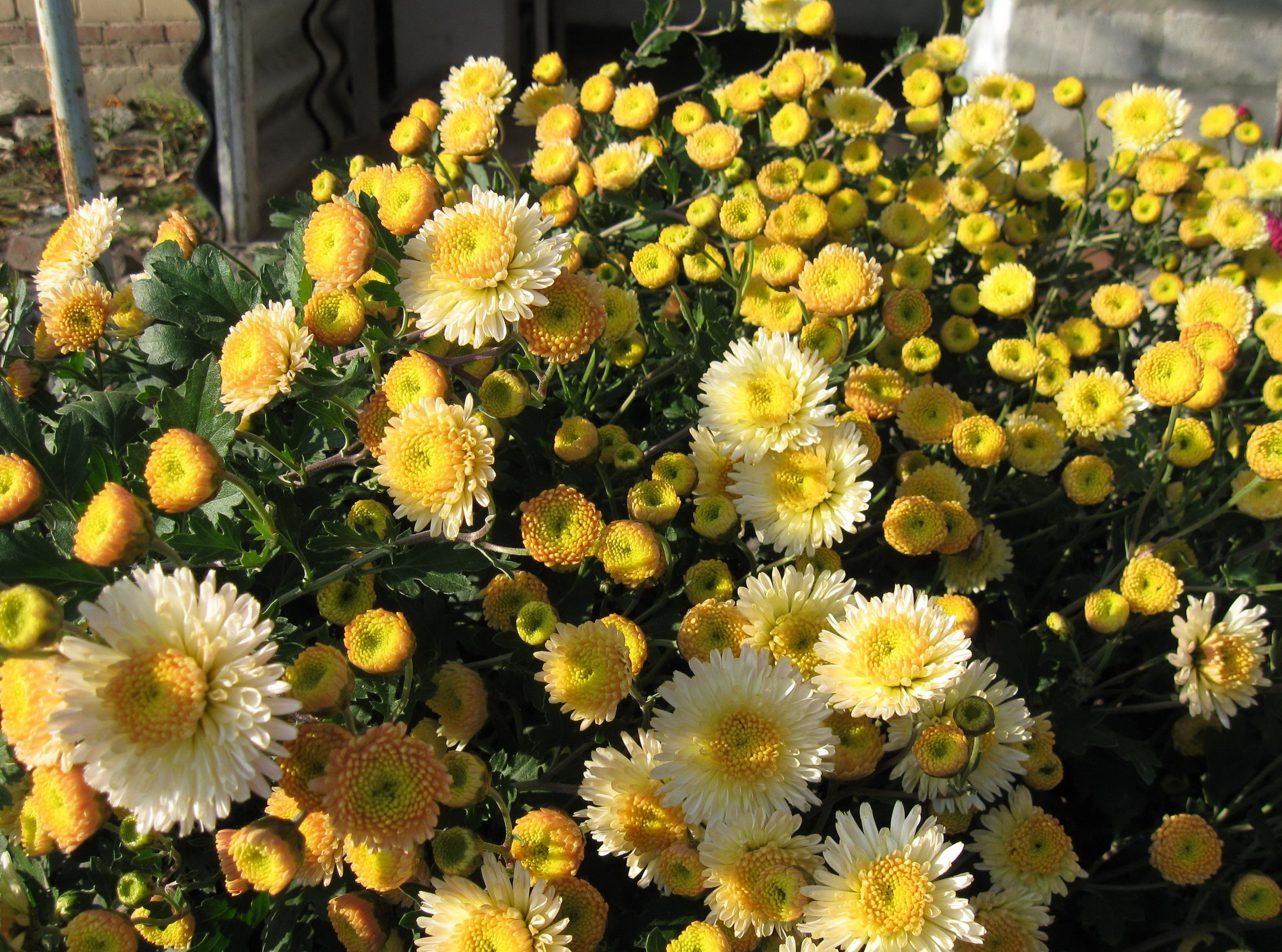A bush of yellow and white chrysanthemums HD Wallpaper