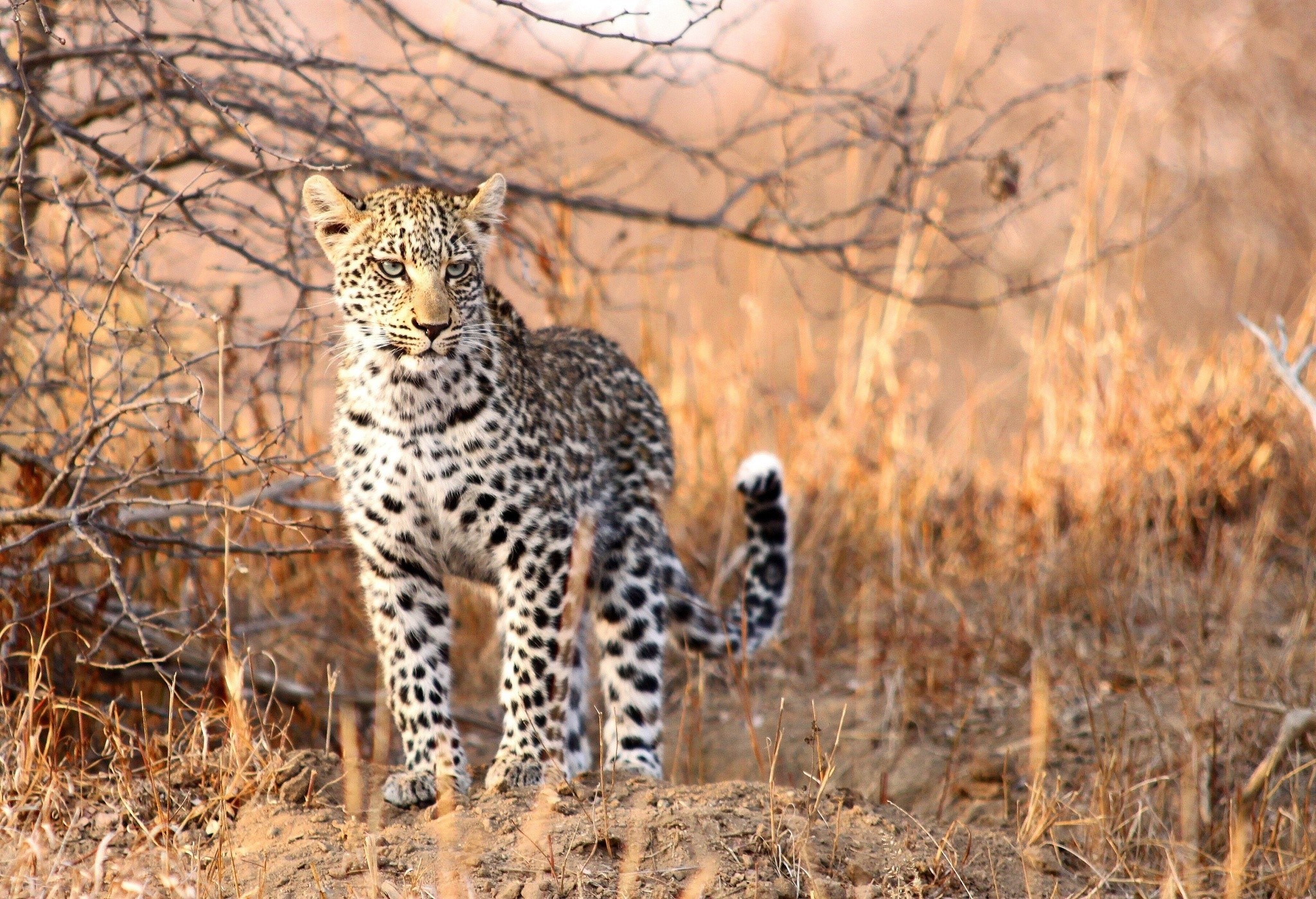 Leopard cub standing in dry grass HD Wallpaper