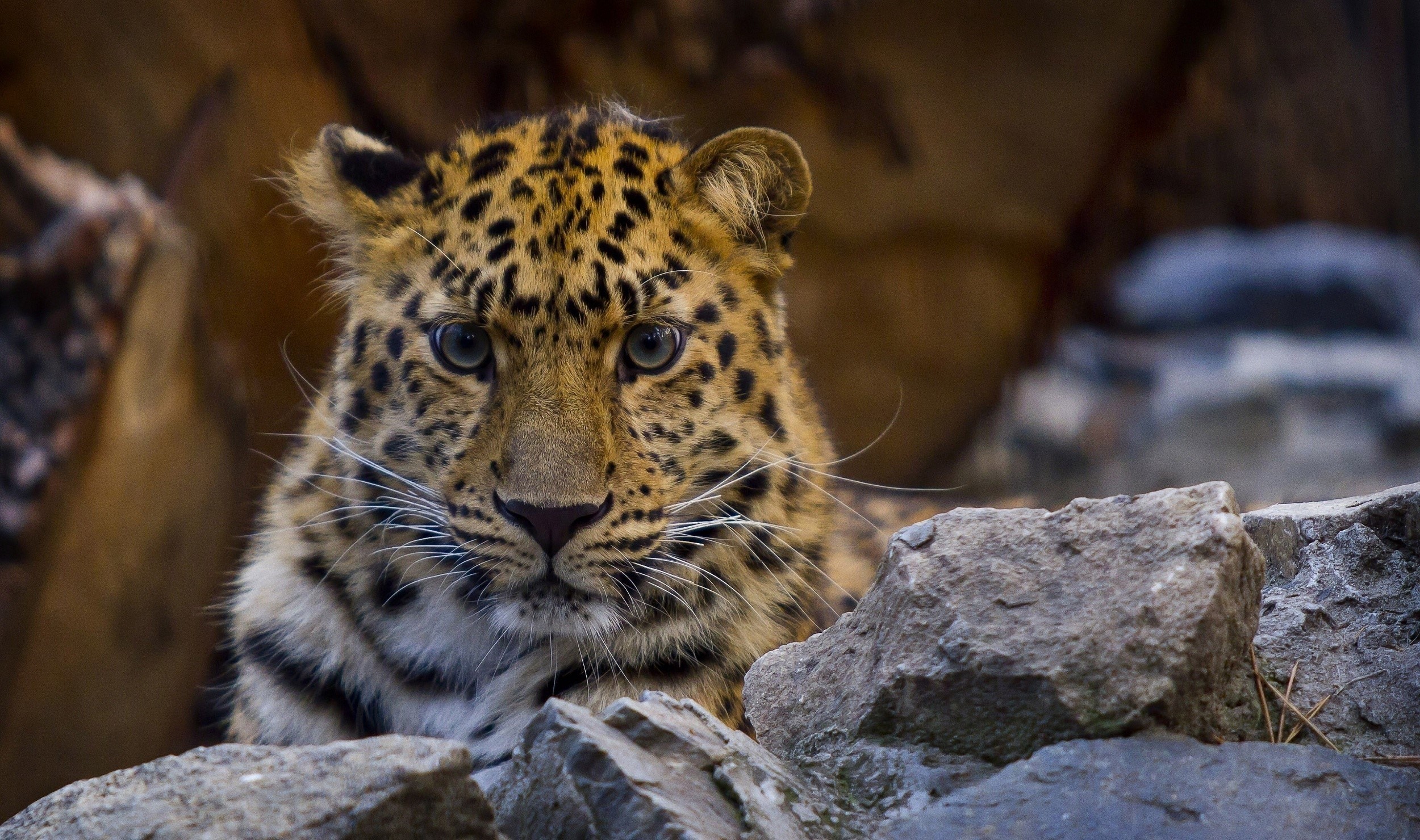 Leopard peeking from behind rocks HD Wallpaper