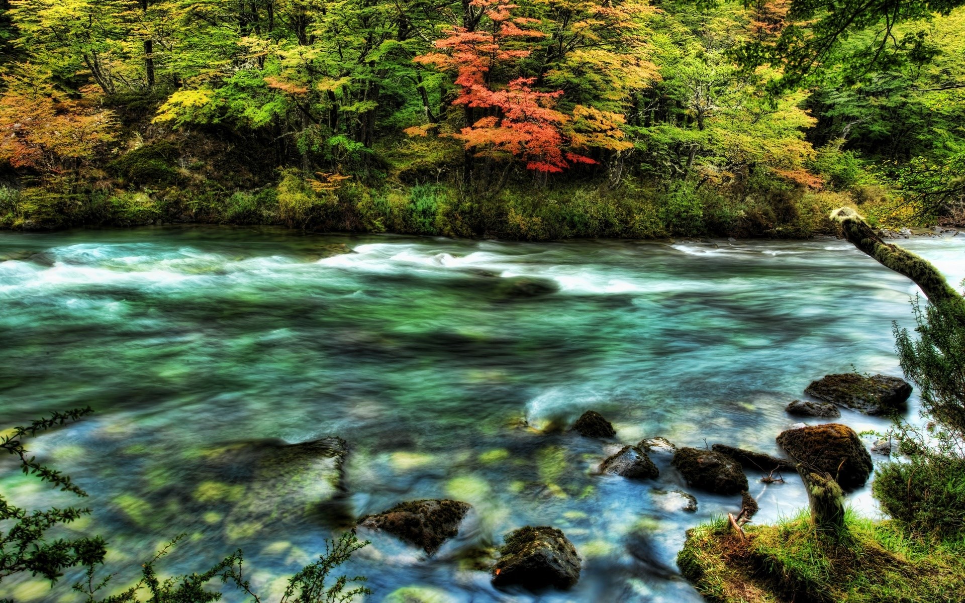River flowing through an autumn forest HD Wallpaper