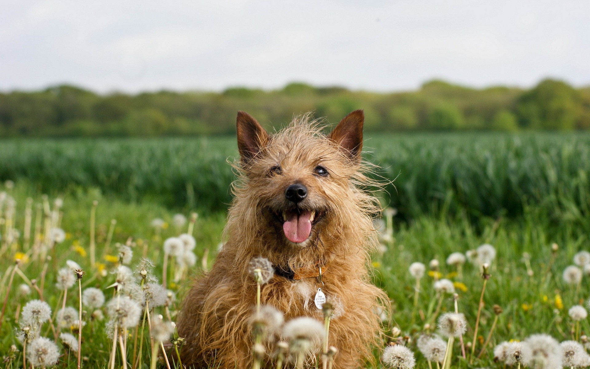 Norwich Terrier Dog in a Field of Dandelions HD Wallpaper