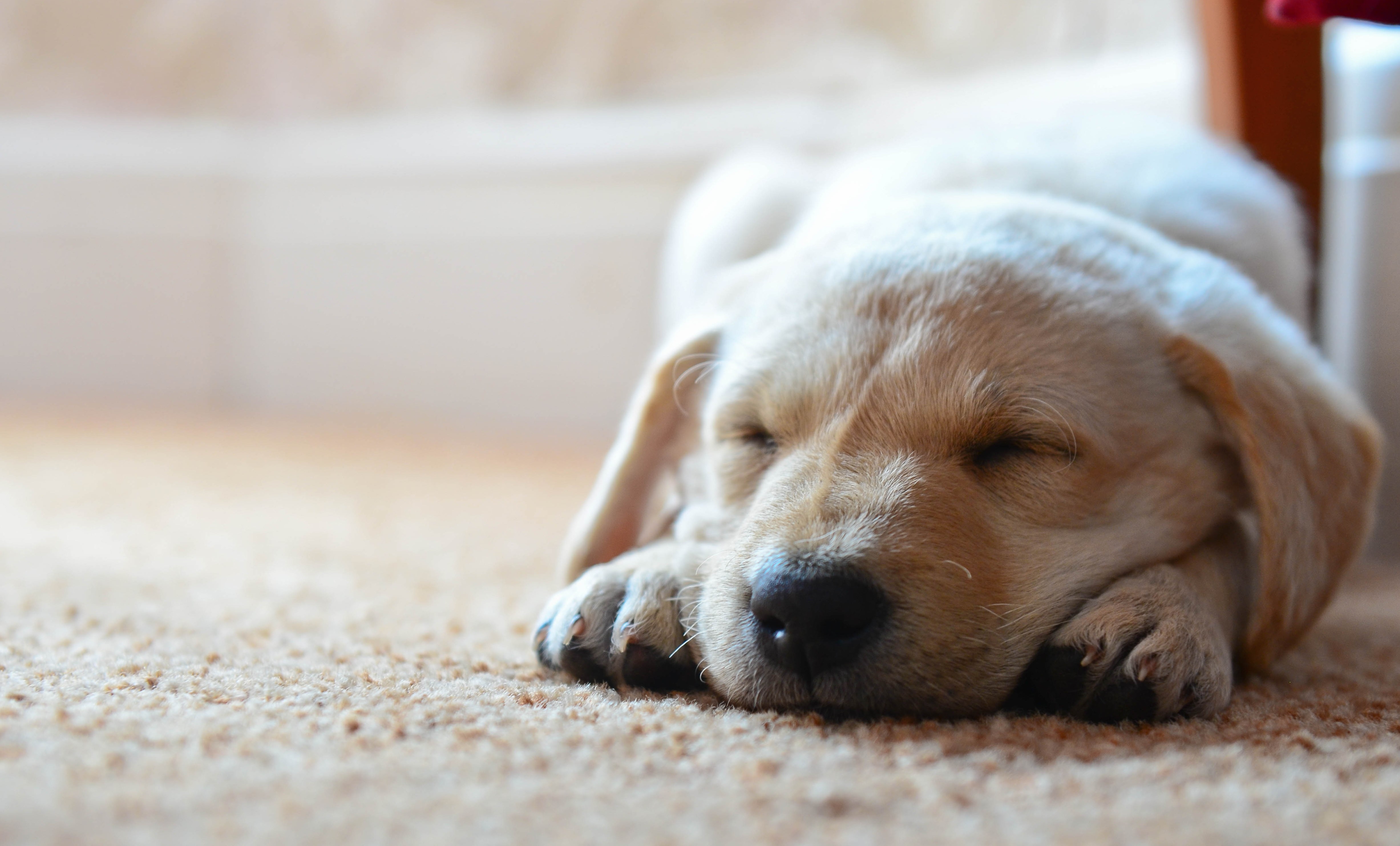 Golden Retriever puppy sleeping on carpet HD Wallpaper