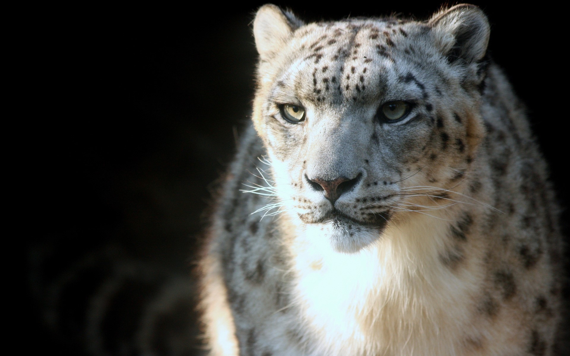 Snow leopard looking to the side HD Wallpaper