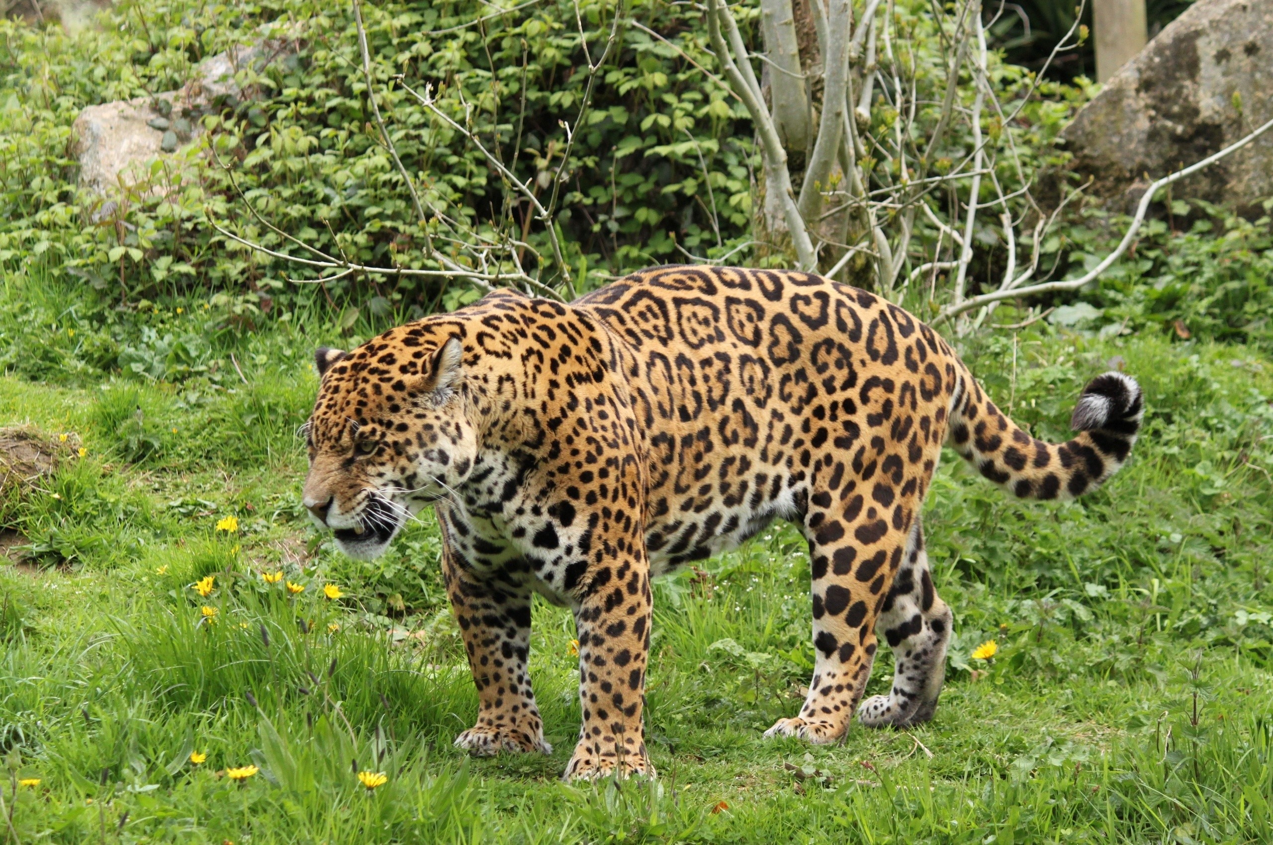Jaguar standing in a grassy field with yellow flowers HD Wallpaper