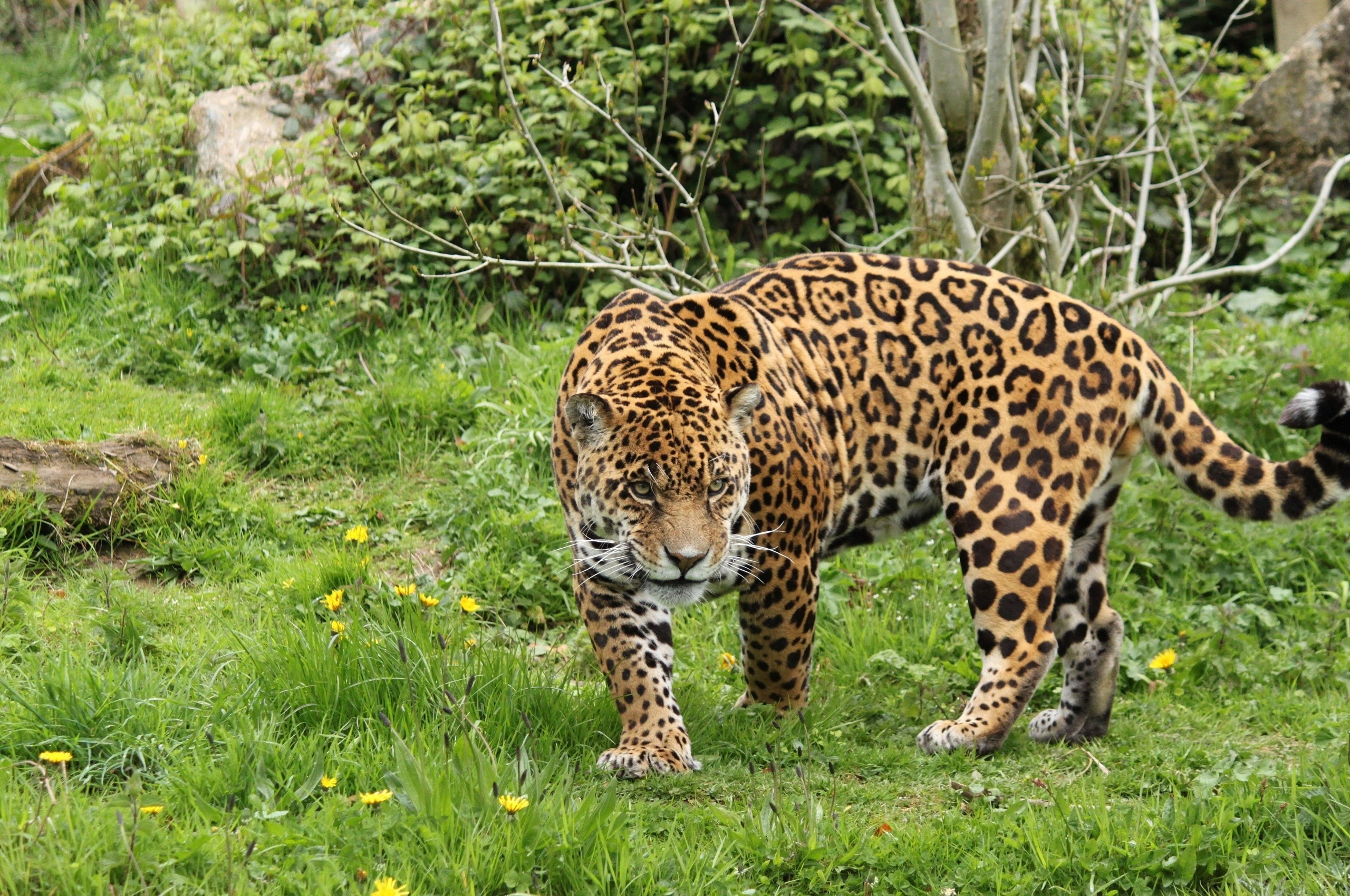 Jaguar walking in a grassy field with yellow flowers HD Wallpaper