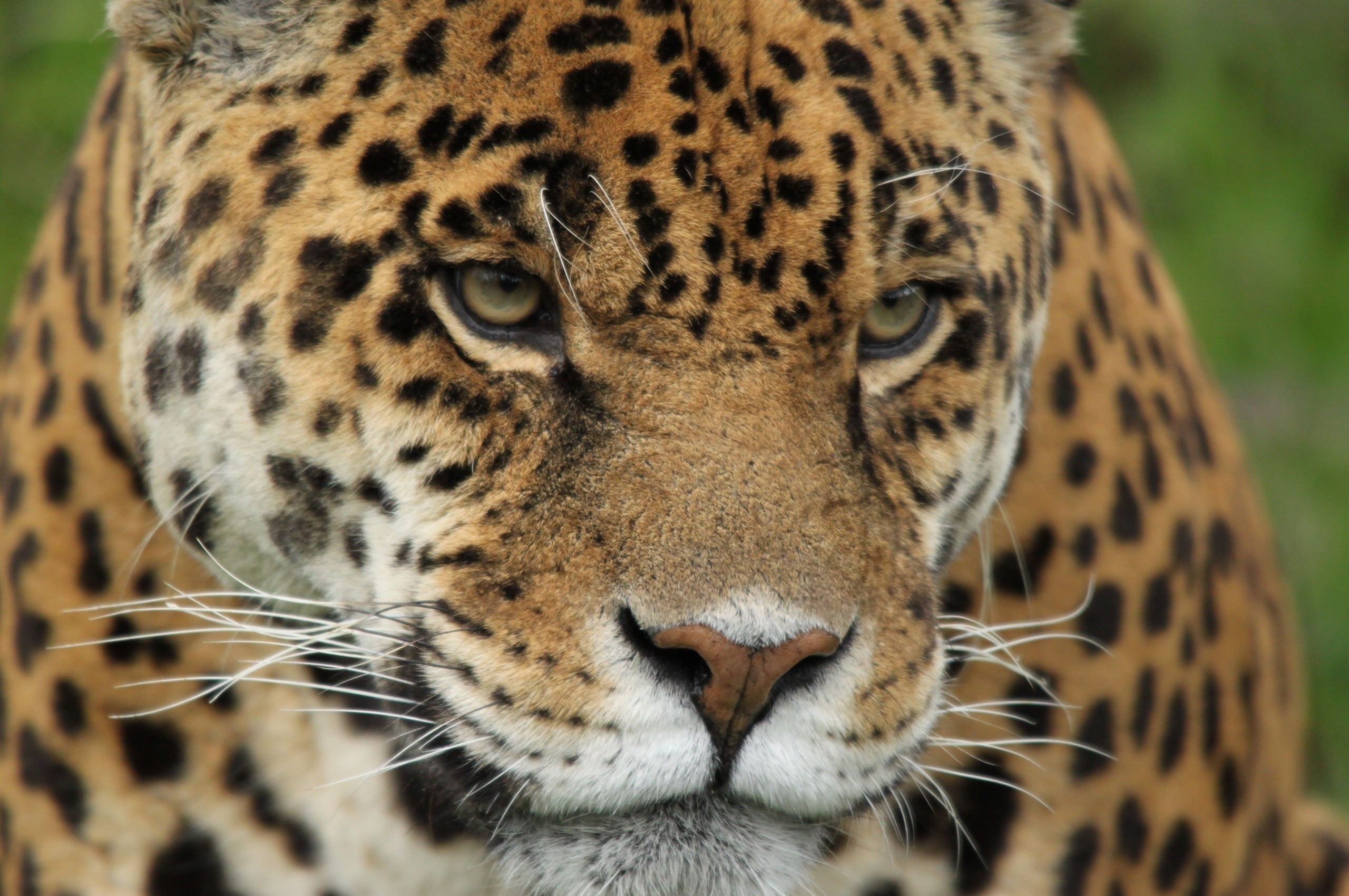 Close-up of a Jaguar's face HD Wallpaper