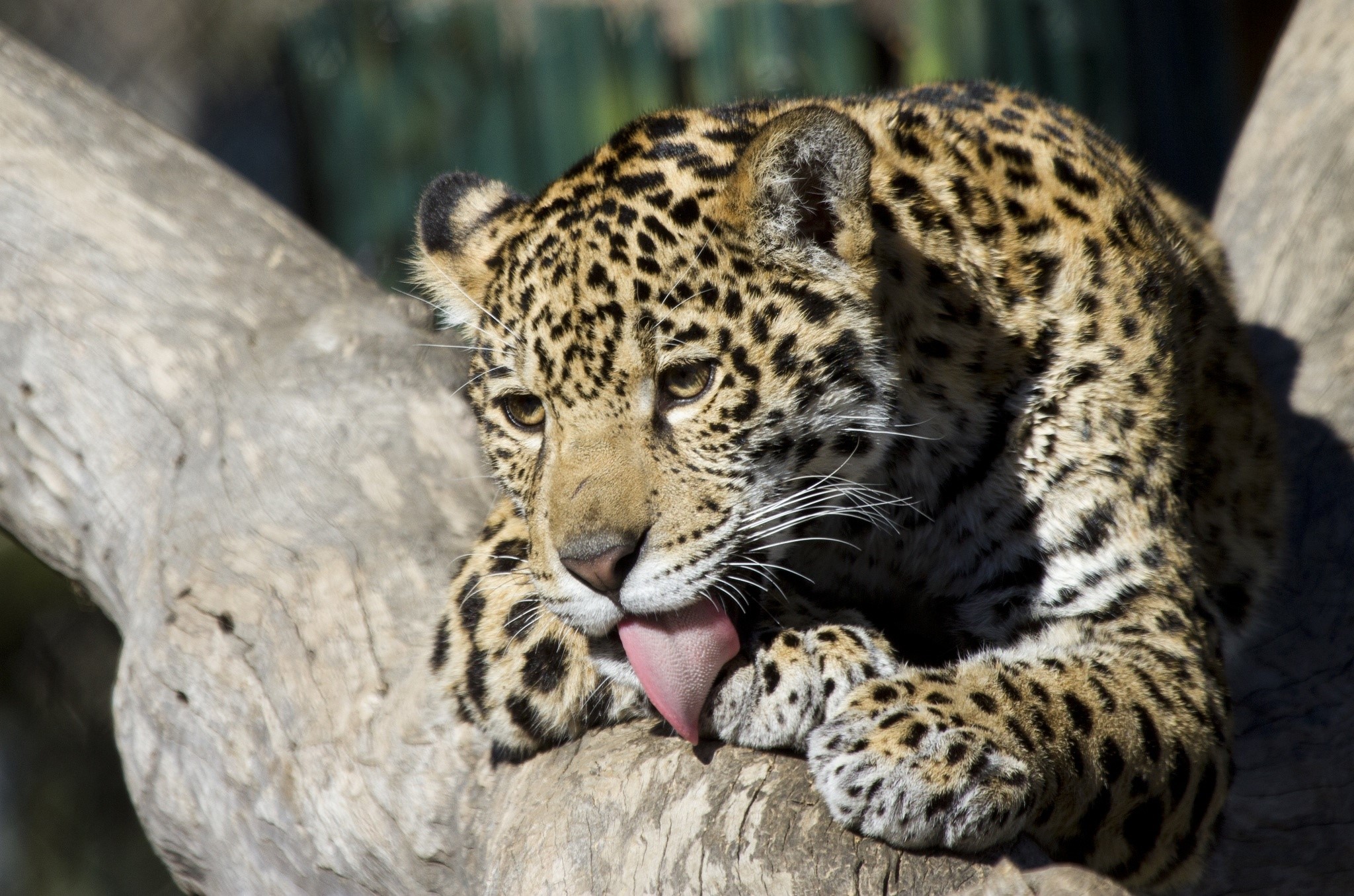 Jaguar licking its paw on a tree branch HD Wallpaper
