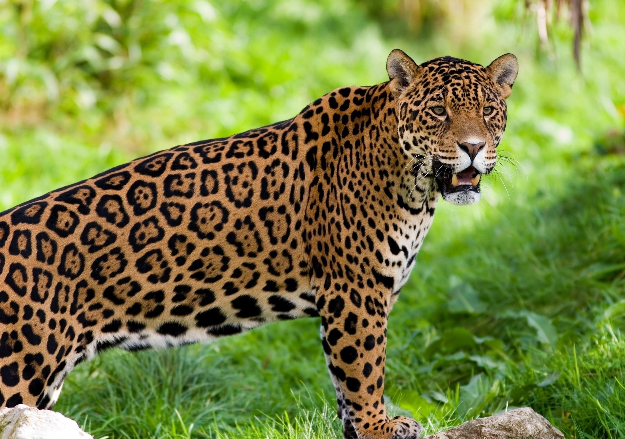 Jaguar standing in green grass HD Wallpaper