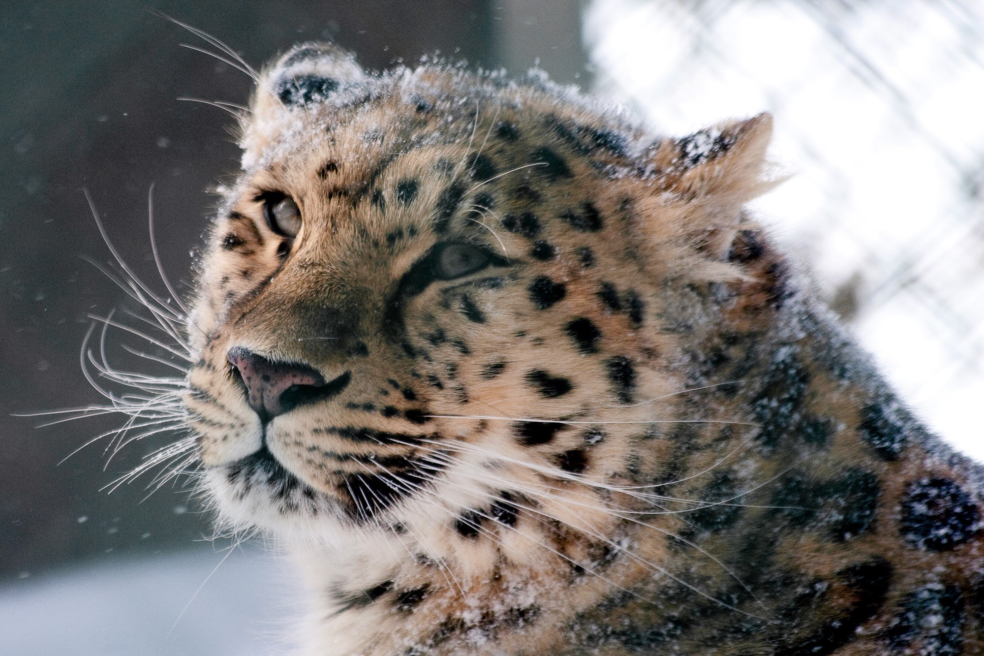 Leopard with snow on its fur looking to the side HD Wallpaper