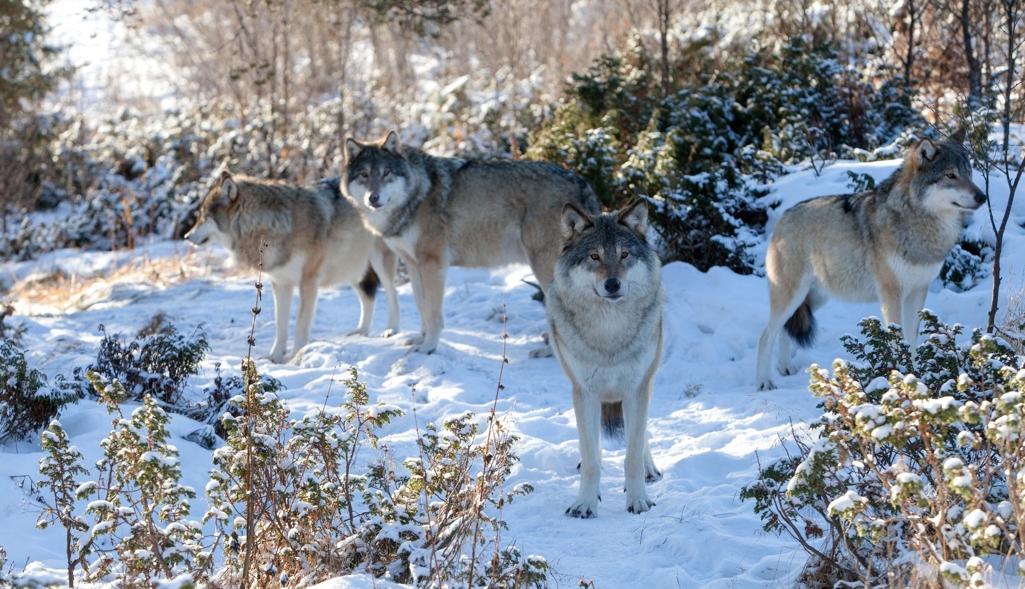 Four wolves in a snowy forest HD Wallpaper