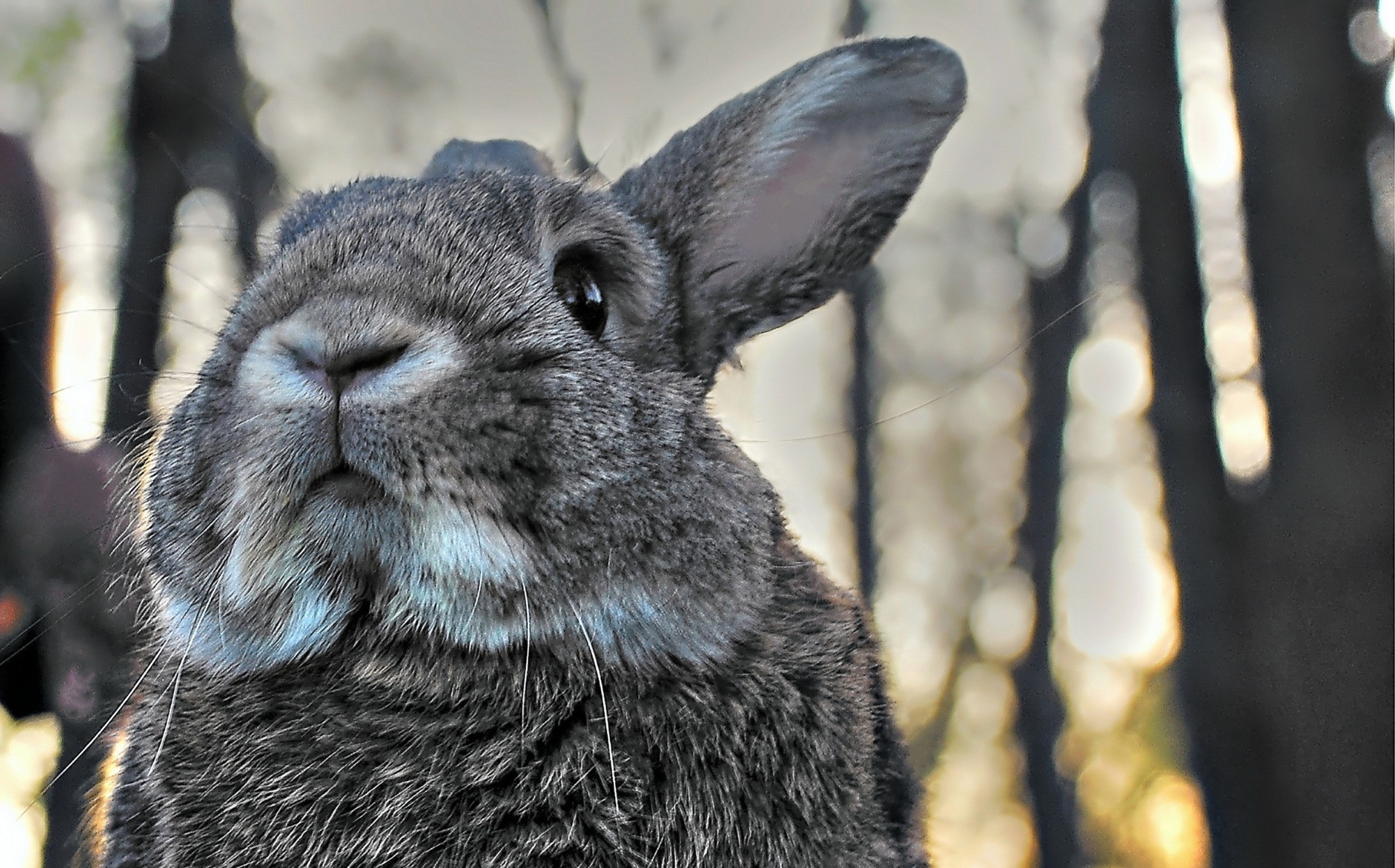 Close-up of a grey rabbit's face HD Wallpaper
